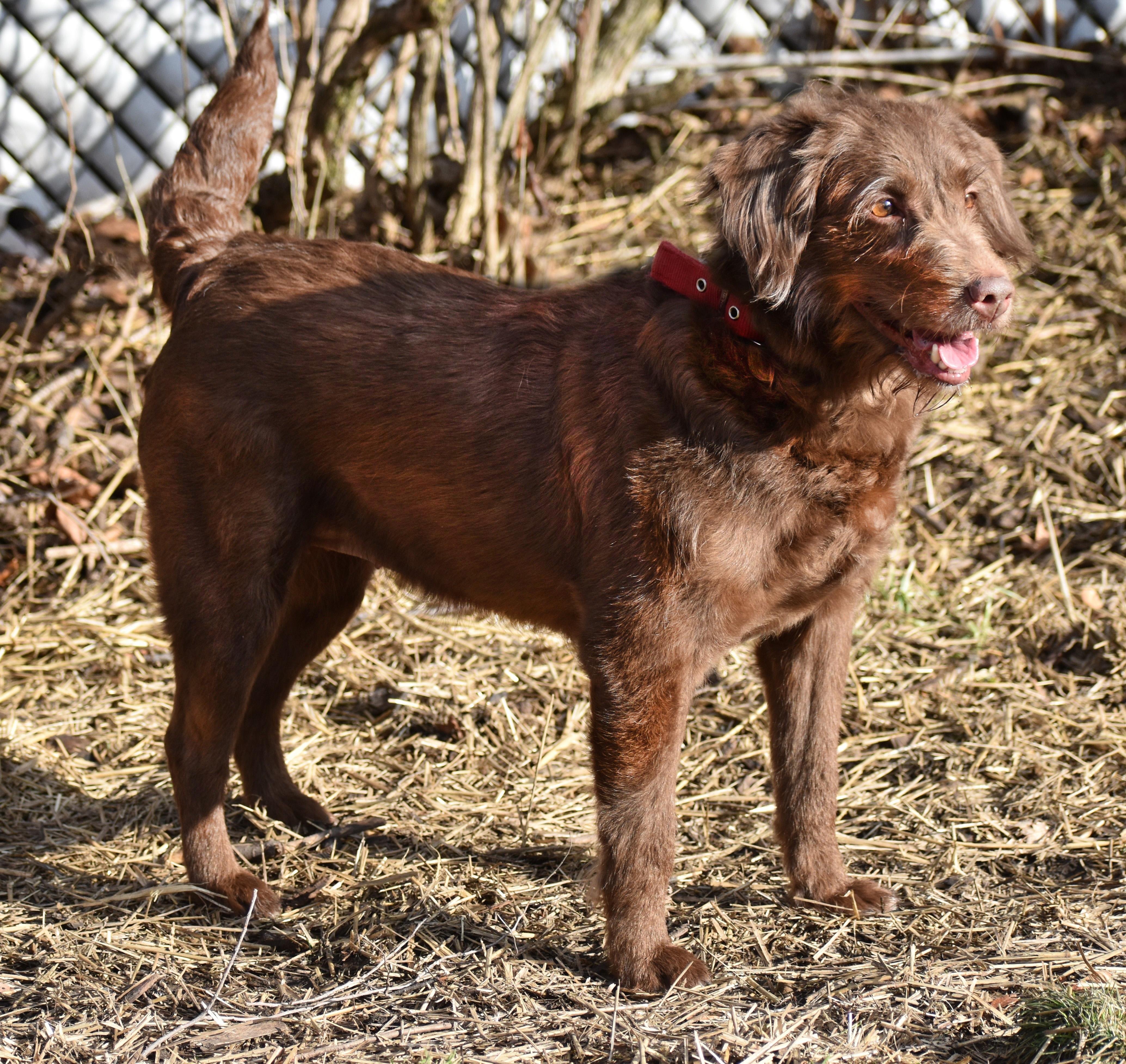 Sophie- Illinois, an adopted mixed breed in Wood Dale, IL image 2/6