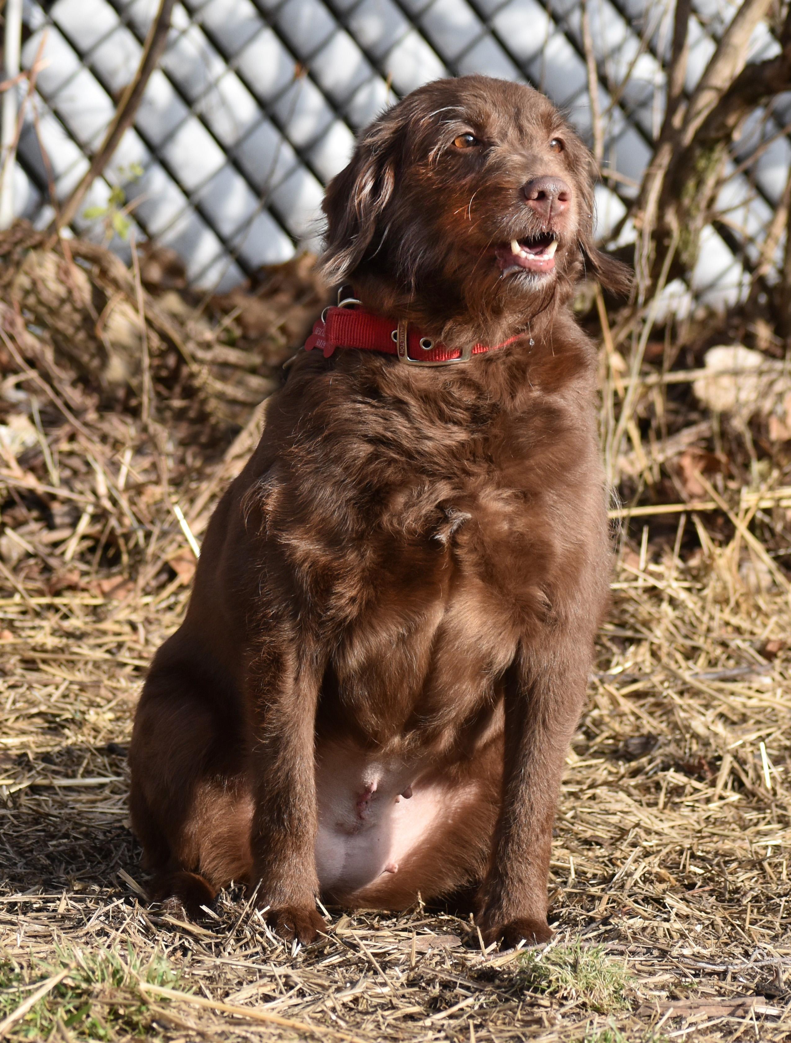 Sophie- Illinois, an adopted mixed breed in Wood Dale, IL image 6/6