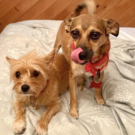 Mystic, a Adoptable mixed breed in Brooklyn, NY image 2/6