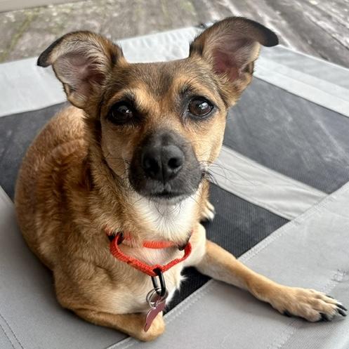 Mystic, a Adoptable mixed breed in Brooklyn, NY image 6/6
