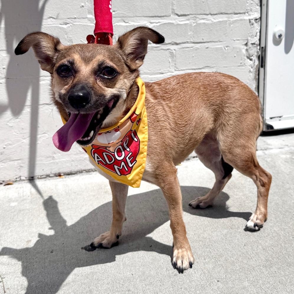 Mystic, a Adoptable mixed breed in Brooklyn, NY image 1/6