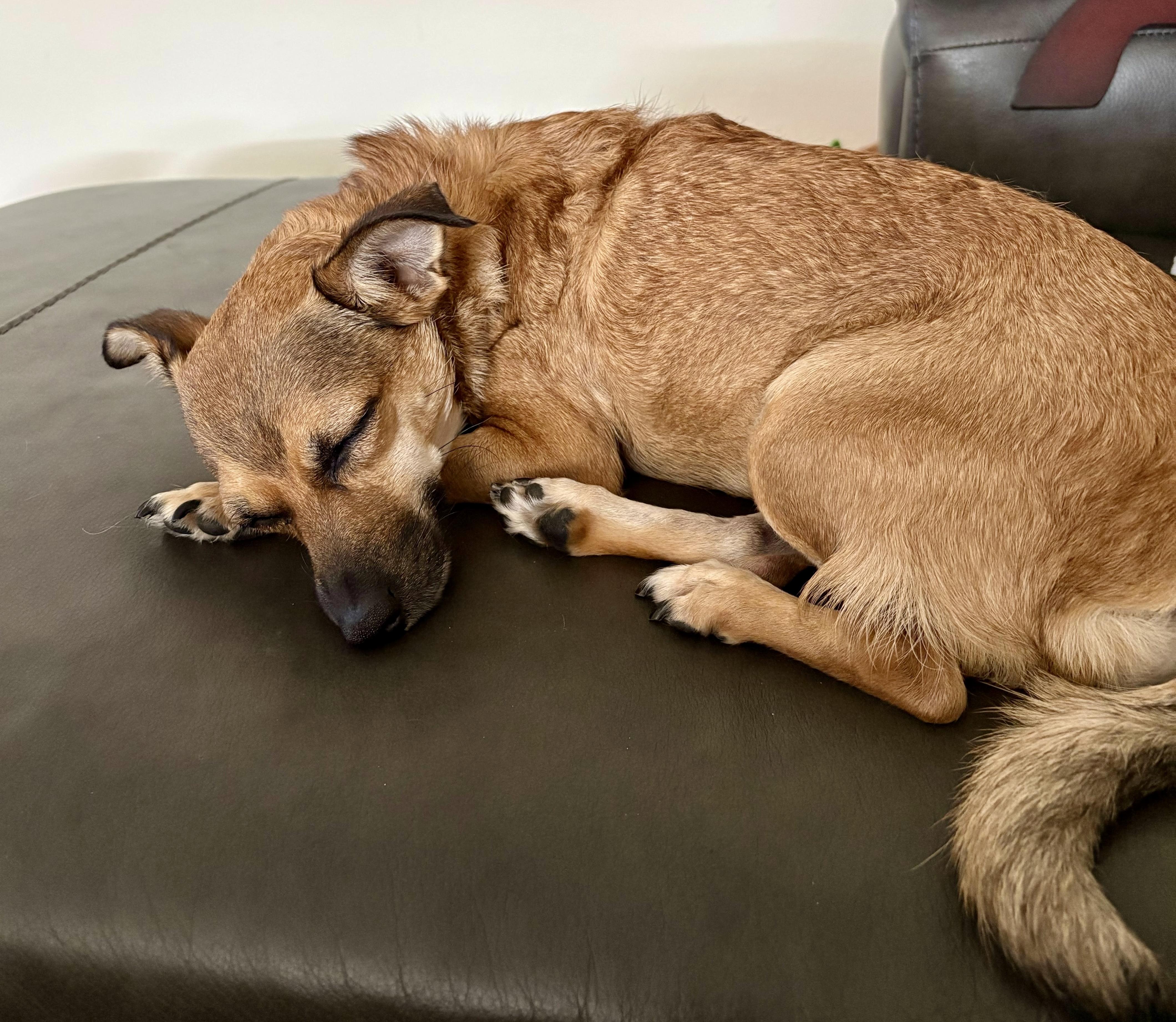 Mystic, a Adoptable mixed breed in Brooklyn, NY image 3/6