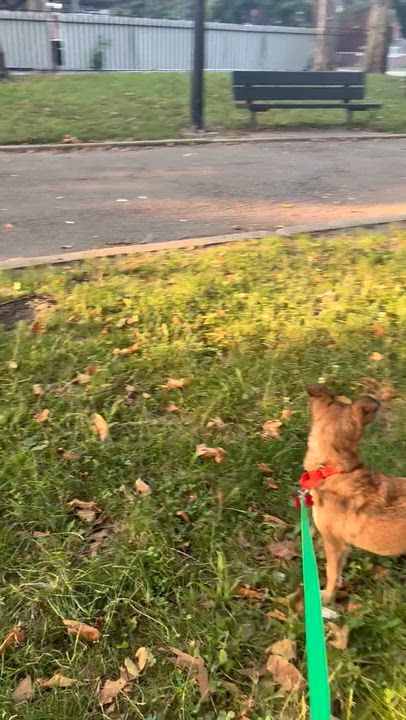 Enlarge Mystic, a Adoptable mixed breed in Brooklyn, NY video 5/6