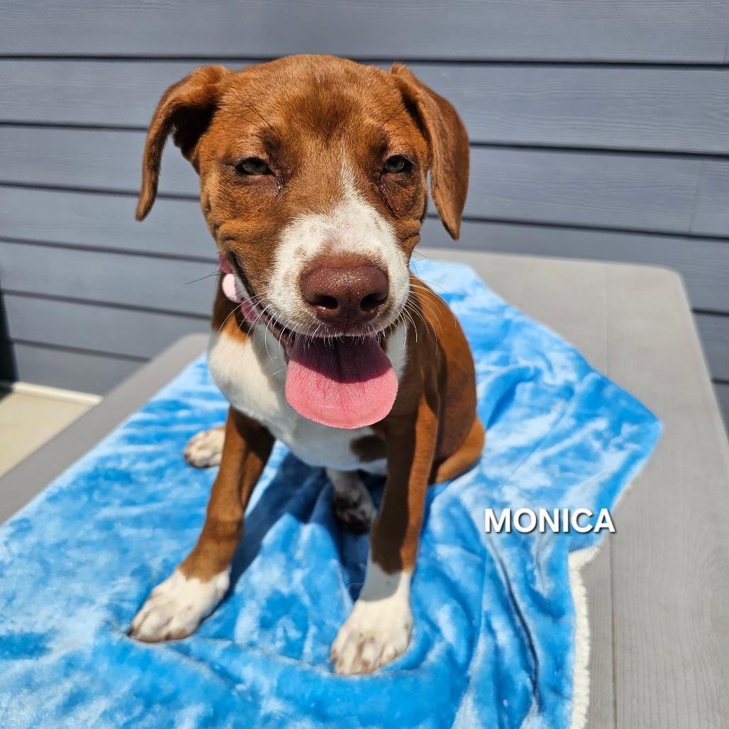 Monica, Adoptable, Young Female Hound & Pit Bull Terrier.