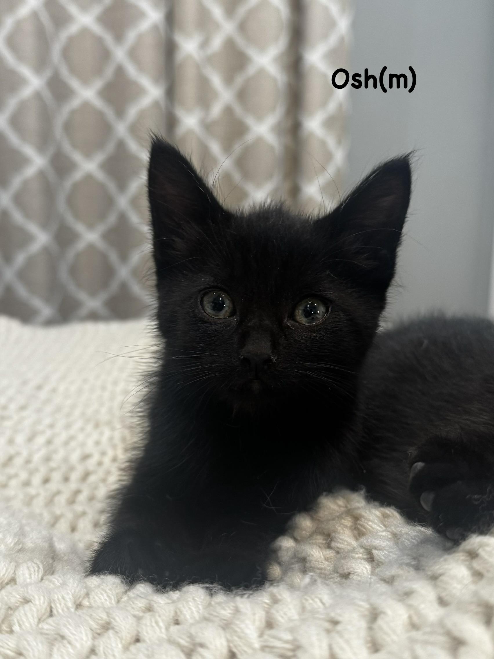 Osh, Adoptable, Kitten Male Domestic Short Hair.