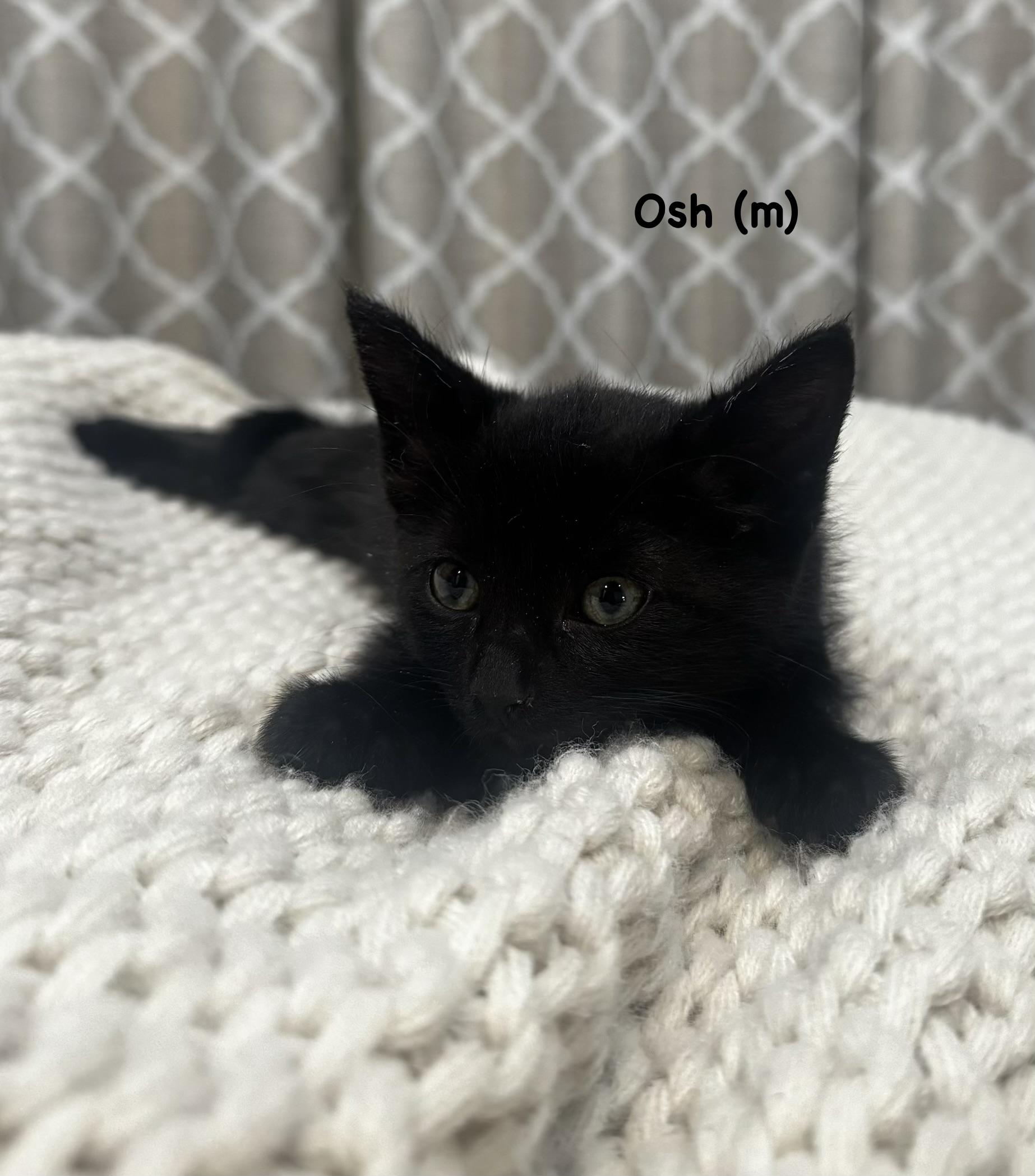 Osh, a Adoptable mixed breed in Dixon, CA image 2/4