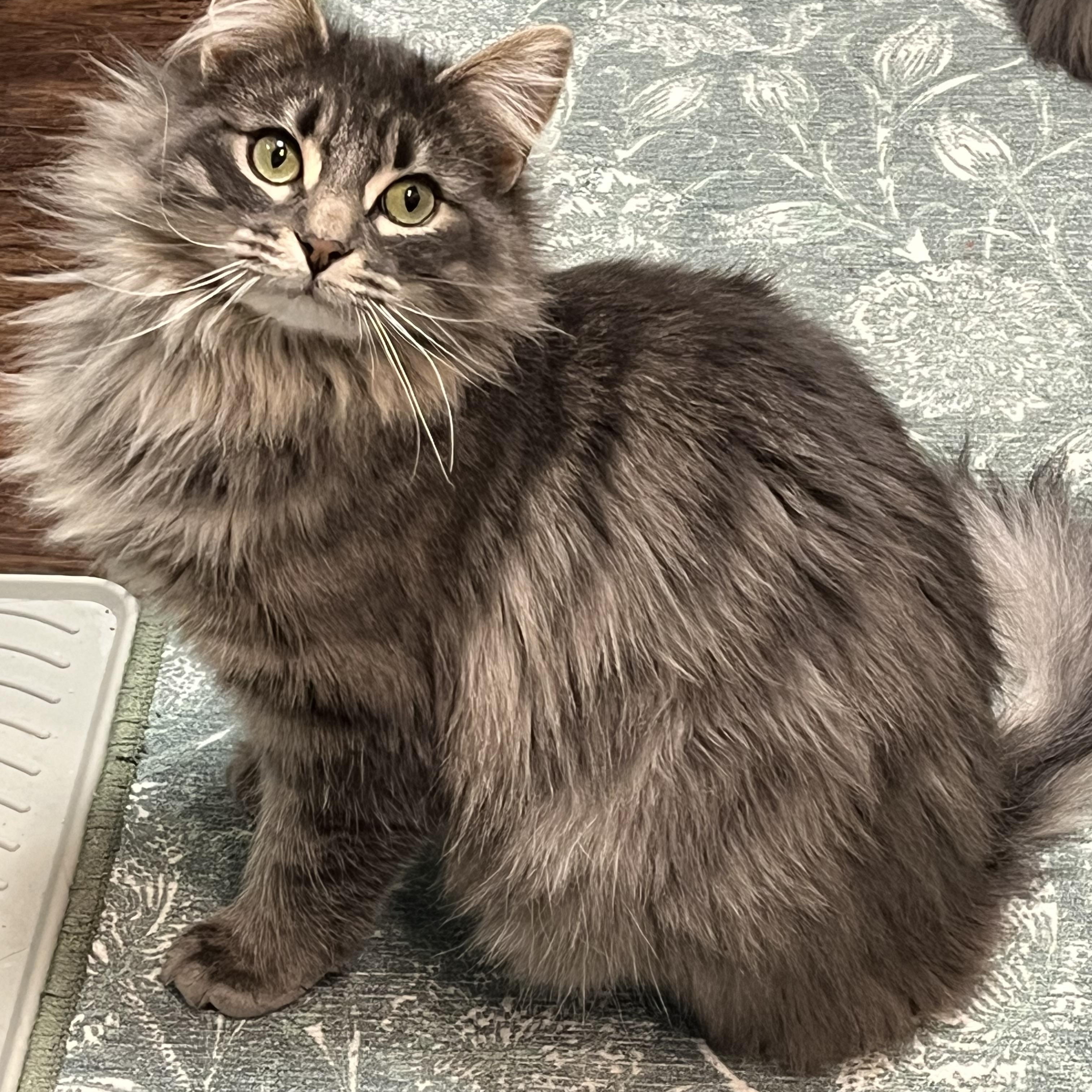 Enlarge Marilyn & Monroe, a Adoptable Domestic Long Hair in Bloomsburg, PA image 3/4