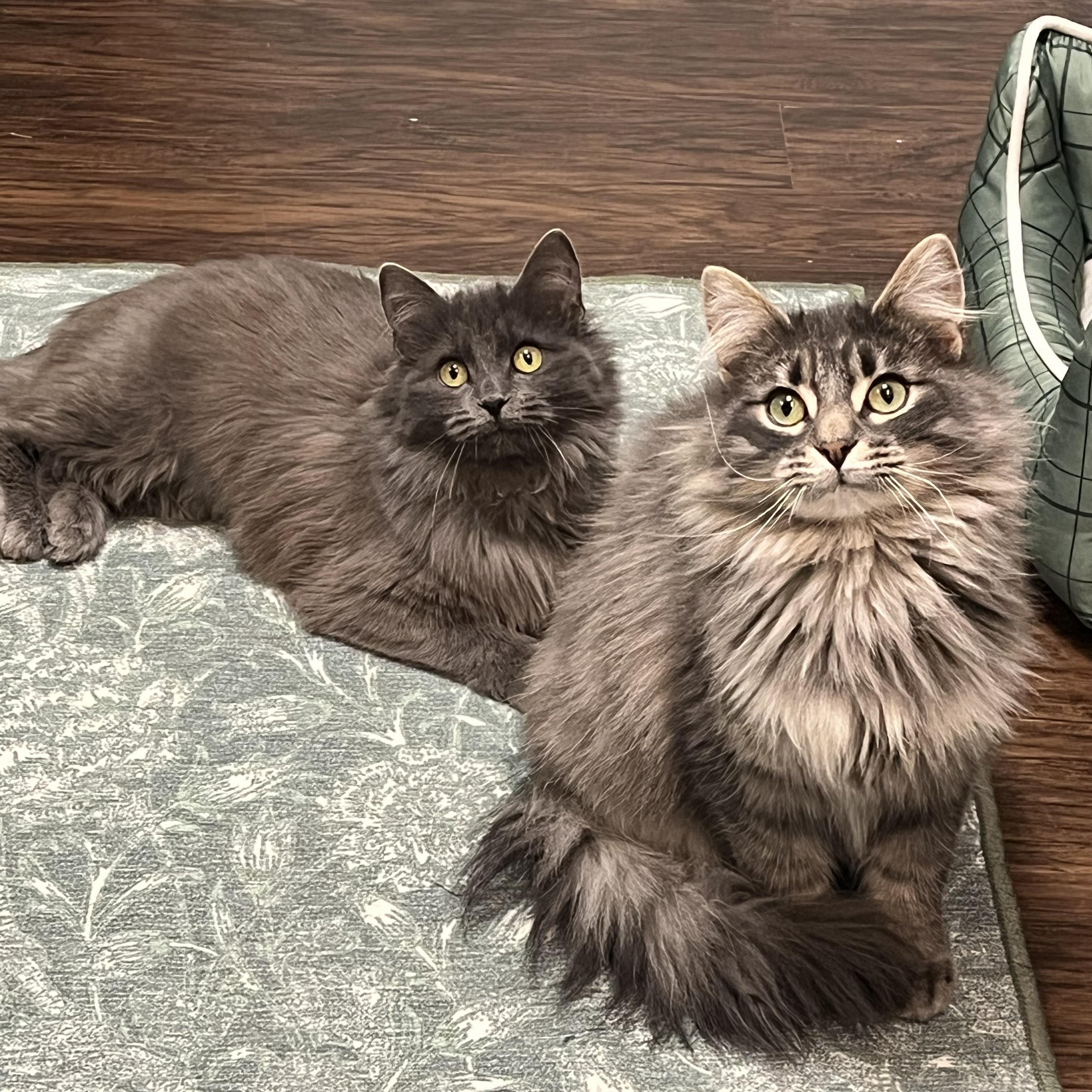 Enlarge Marilyn & Monroe, a Adoptable Domestic Long Hair in Bloomsburg, PA image 2/4