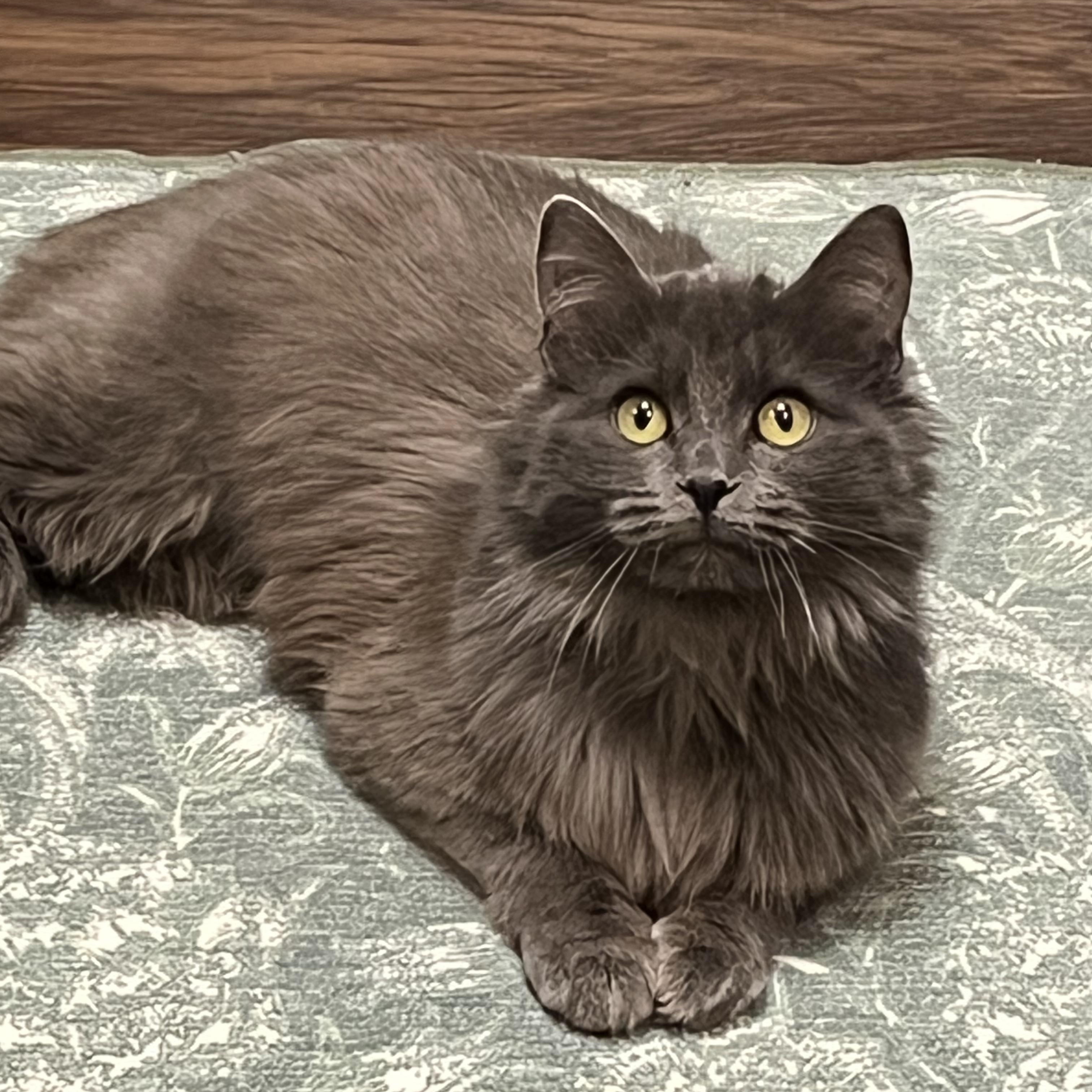 Enlarge Marilyn & Monroe, a Adoptable Domestic Long Hair in Bloomsburg, PA image 4/4