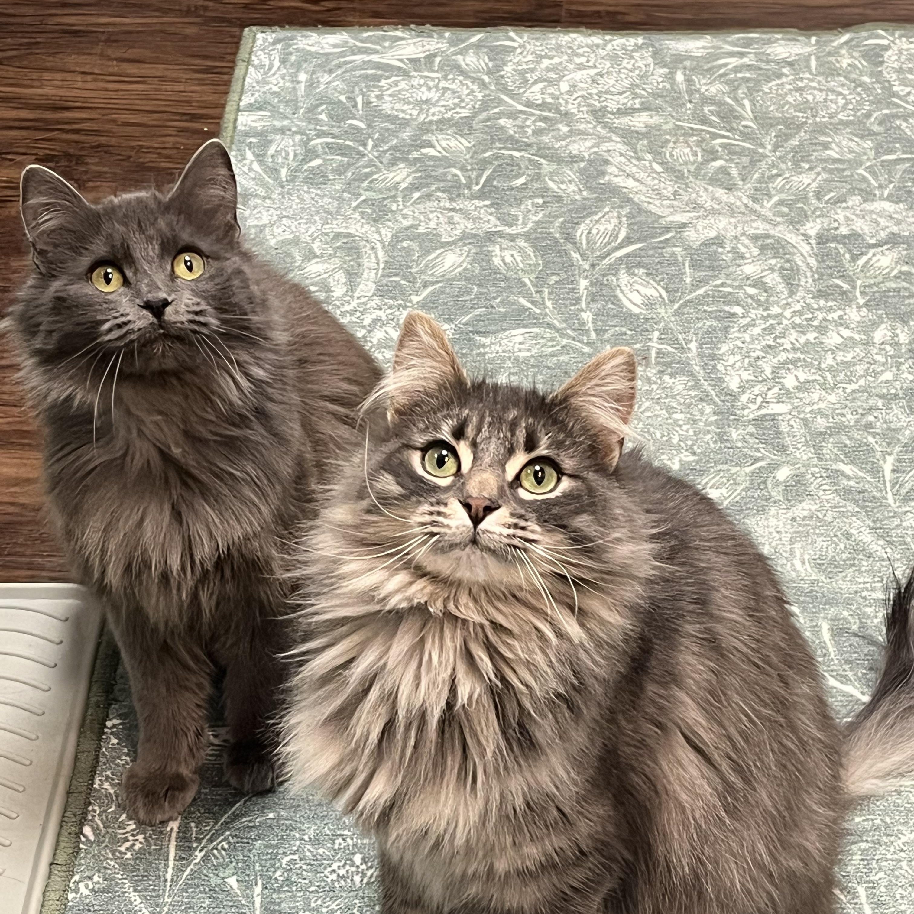 Marilyn & Monroe, Adoptable, Young Female Domestic Long Hair.