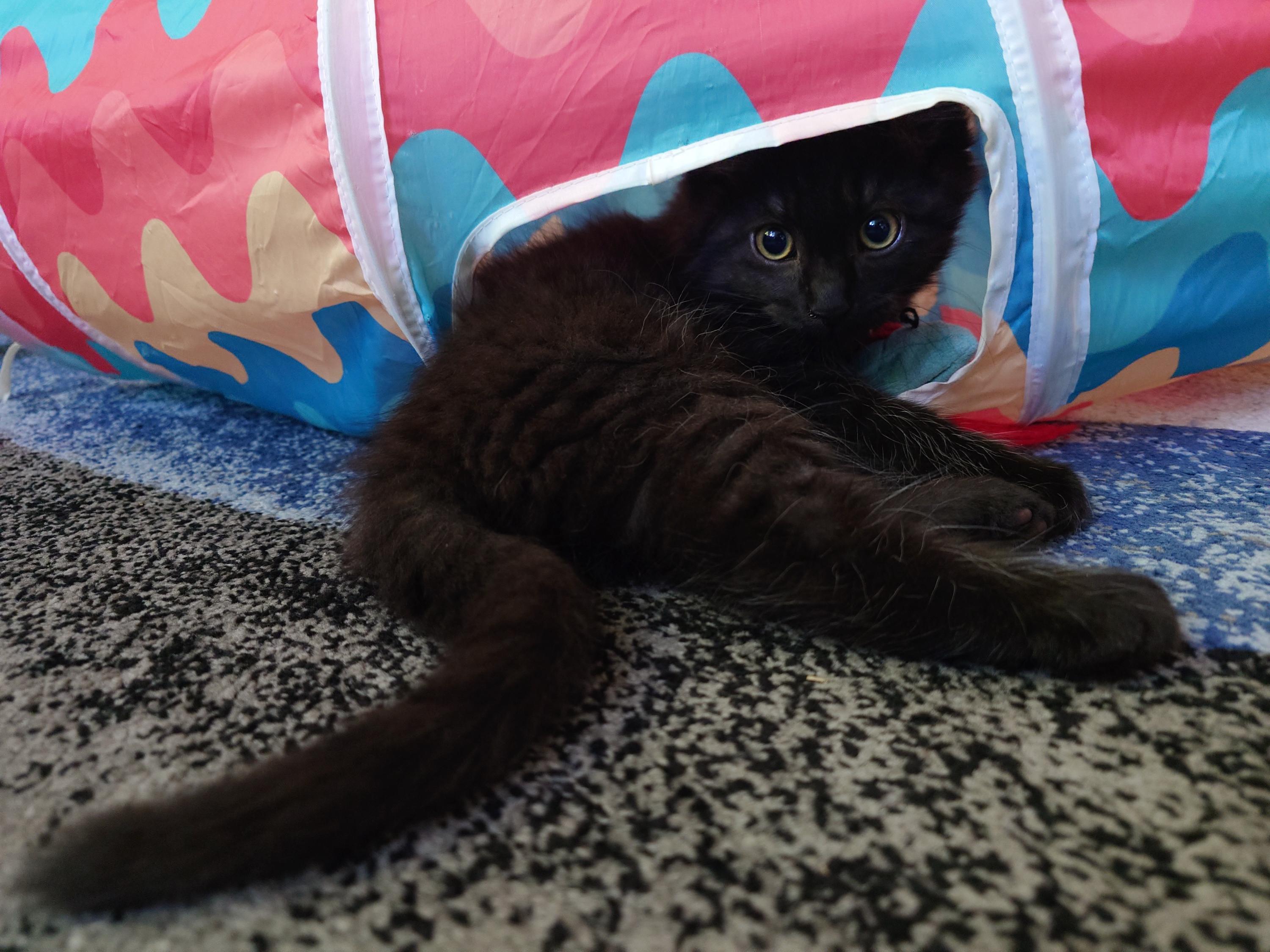 Perihelion and Miki, a ADOPTABLE Domestic Long Hair in Seattle, WA image 4/6