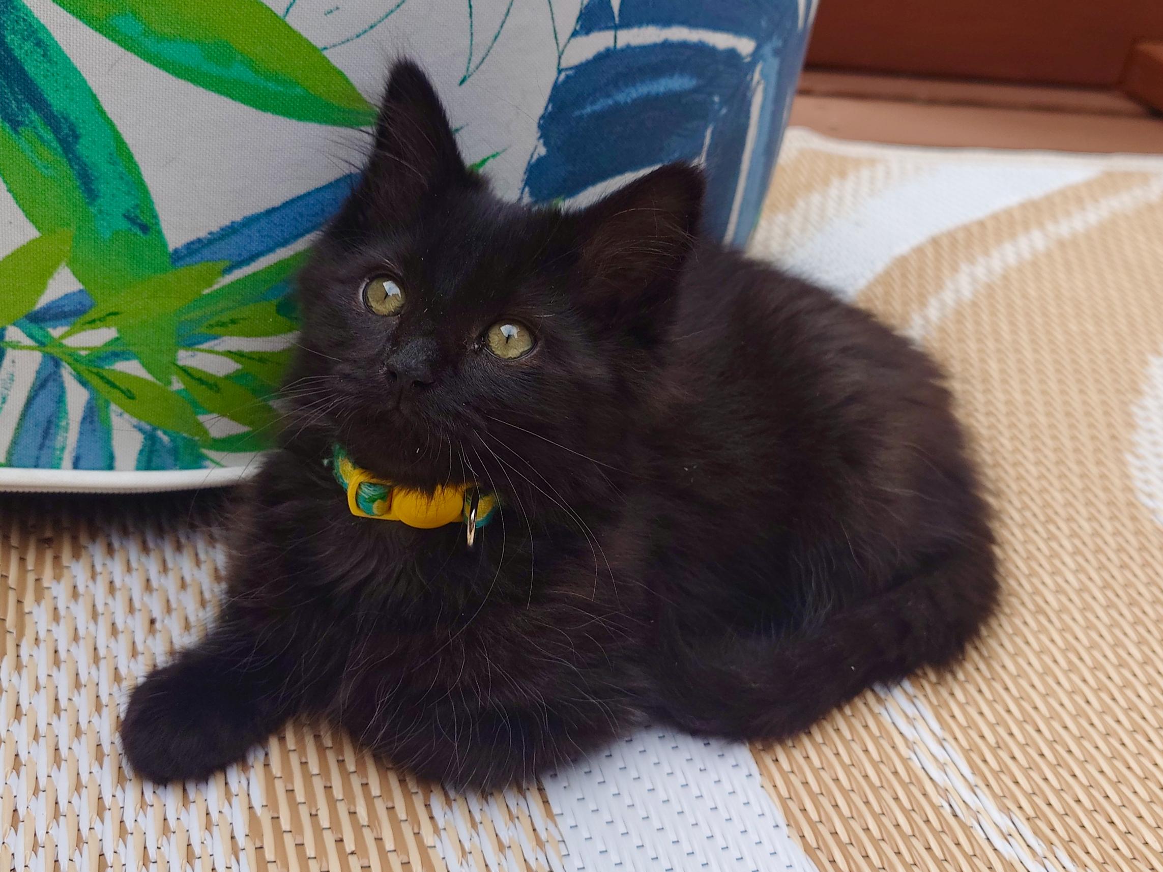 Perihelion and Miki, a ADOPTABLE Domestic Long Hair in Seattle, WA image 5/6