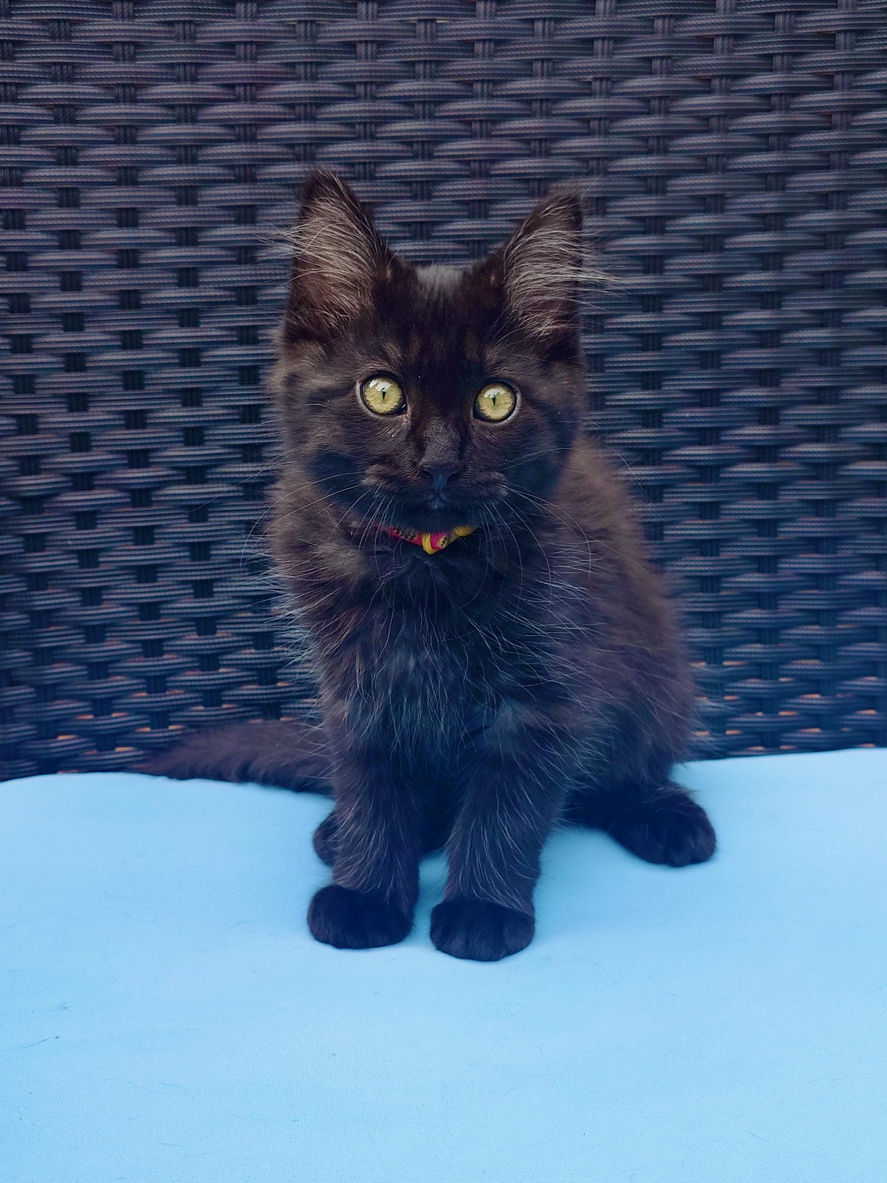 Perihelion and Miki, a ADOPTABLE Domestic Long Hair in Seattle, WA image 2/6