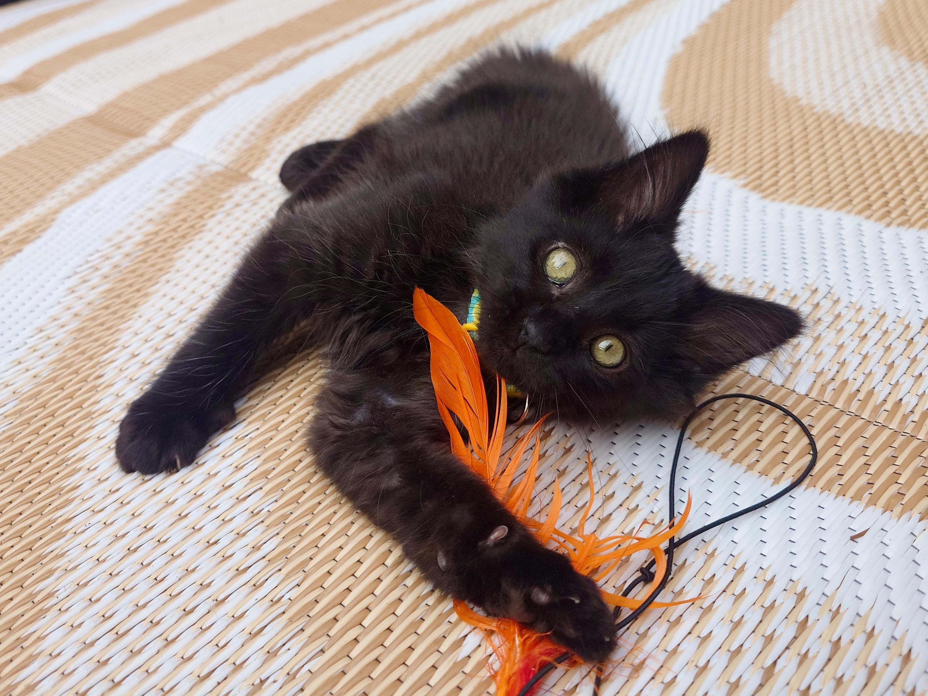 Perihelion and Miki, a ADOPTABLE Domestic Long Hair in Seattle, WA image 3/6