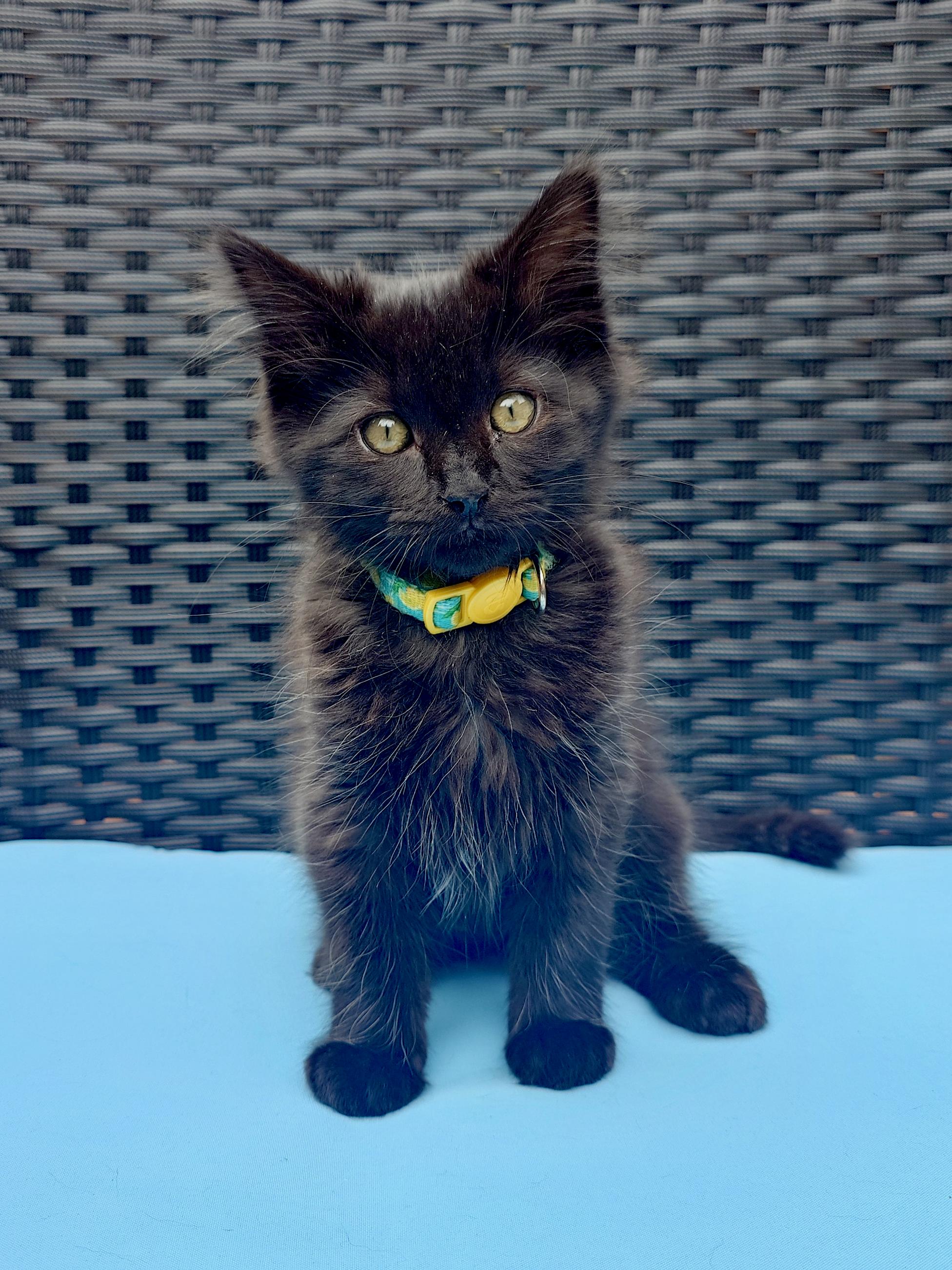 Perihelion and Miki, a ADOPTABLE Domestic Long Hair in Seattle, WA image 1/6