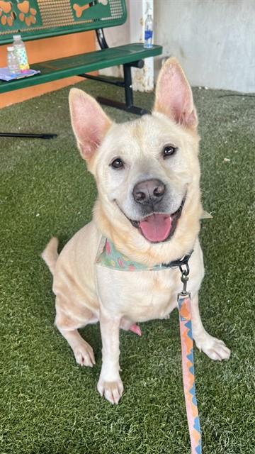 Enlarge KING, a Adoptable mixed breed in Miami, FL image 1/1