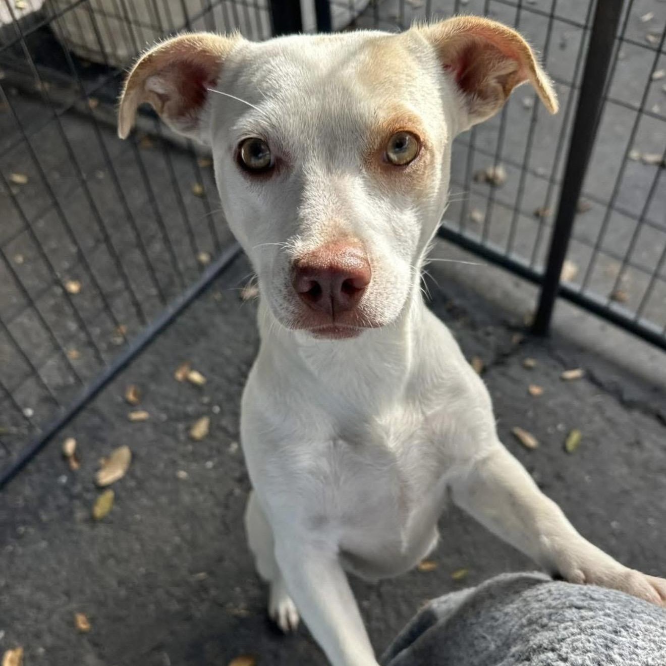 Winona, ADOPTABLE, Adult Female Terrier.