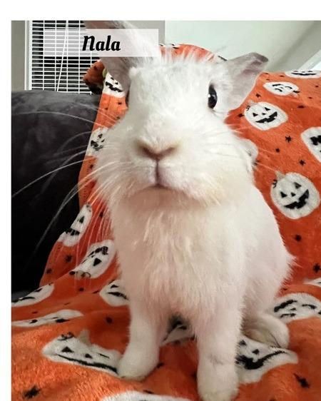 Nala, Adoptable, Young Female Lionhead.