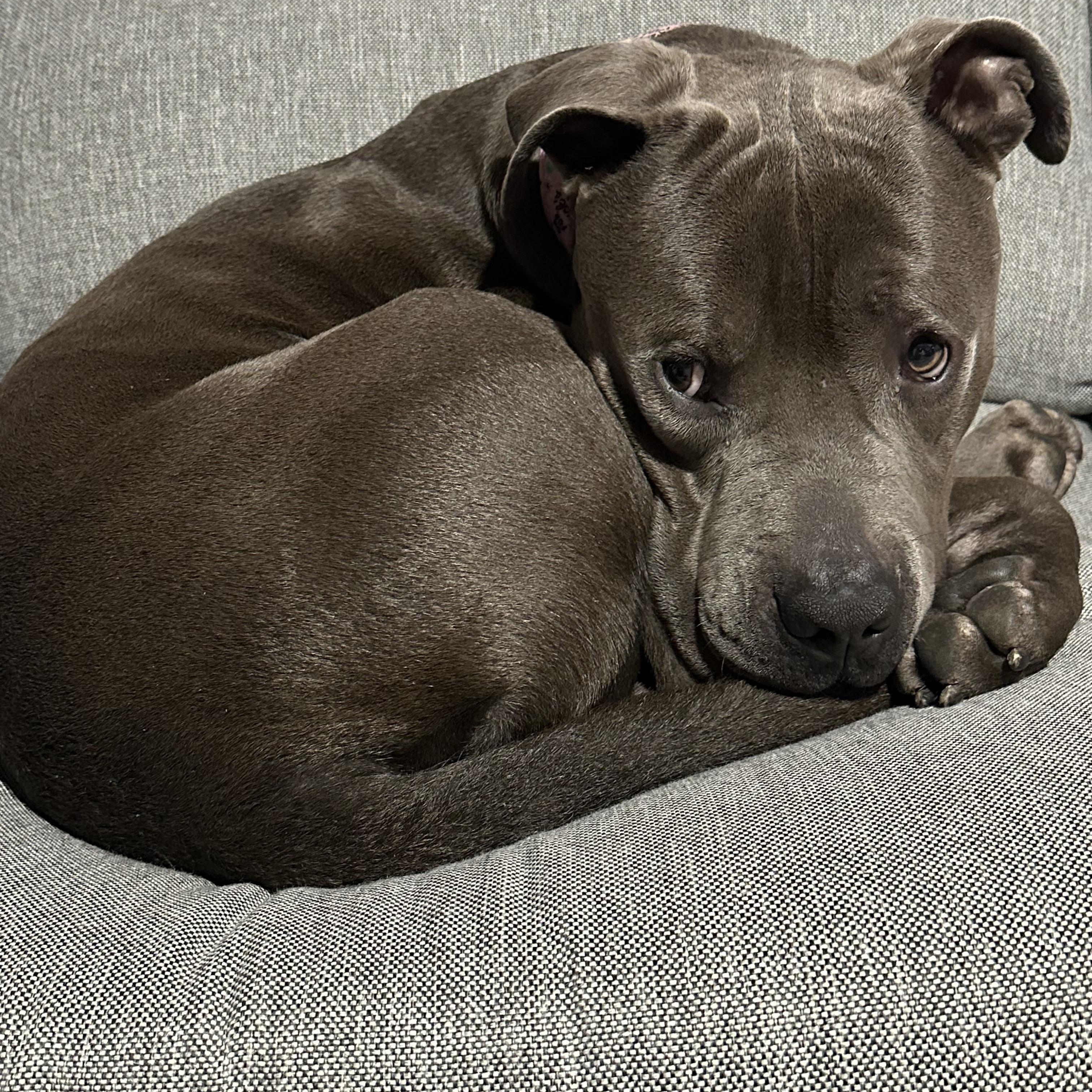Pewter