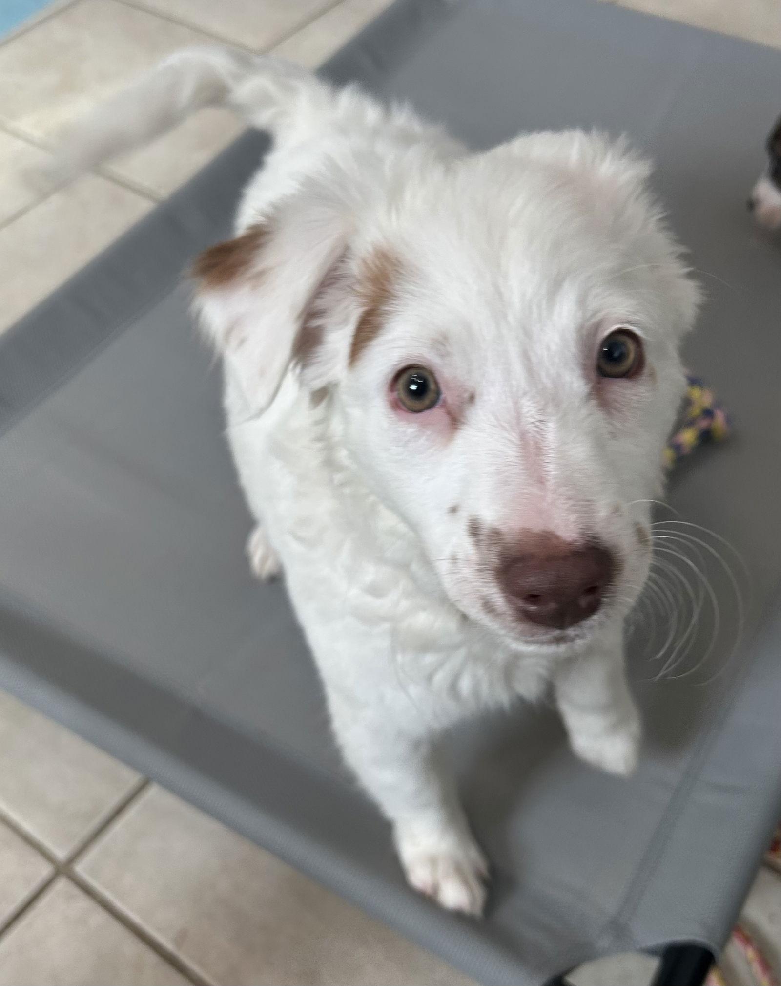 Enlarge Brush, a Adoptable Australian Shepherd in Stephens City, VA image 3/3