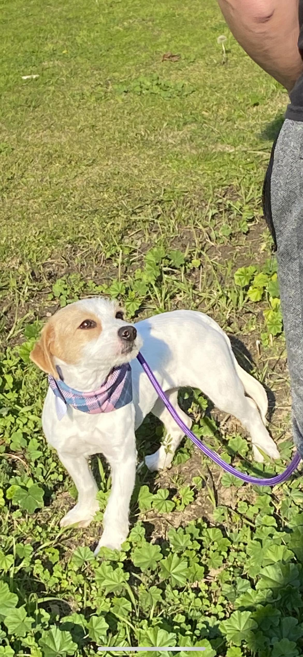 Enlarge Ellie, a Adoptable mixed breed in Hamden, CT image 6/6