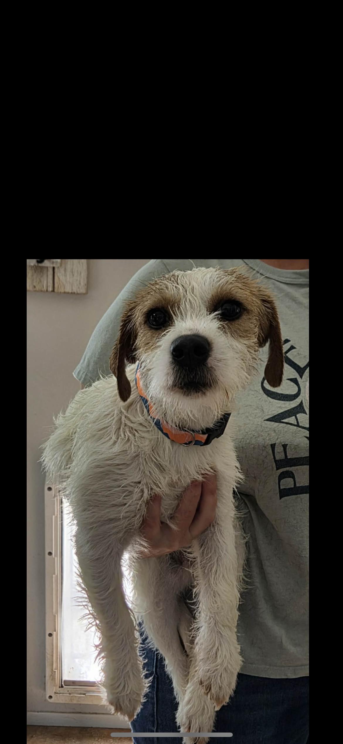 Enlarge Ellie, a Adoptable mixed breed in Hamden, CT image 3/6