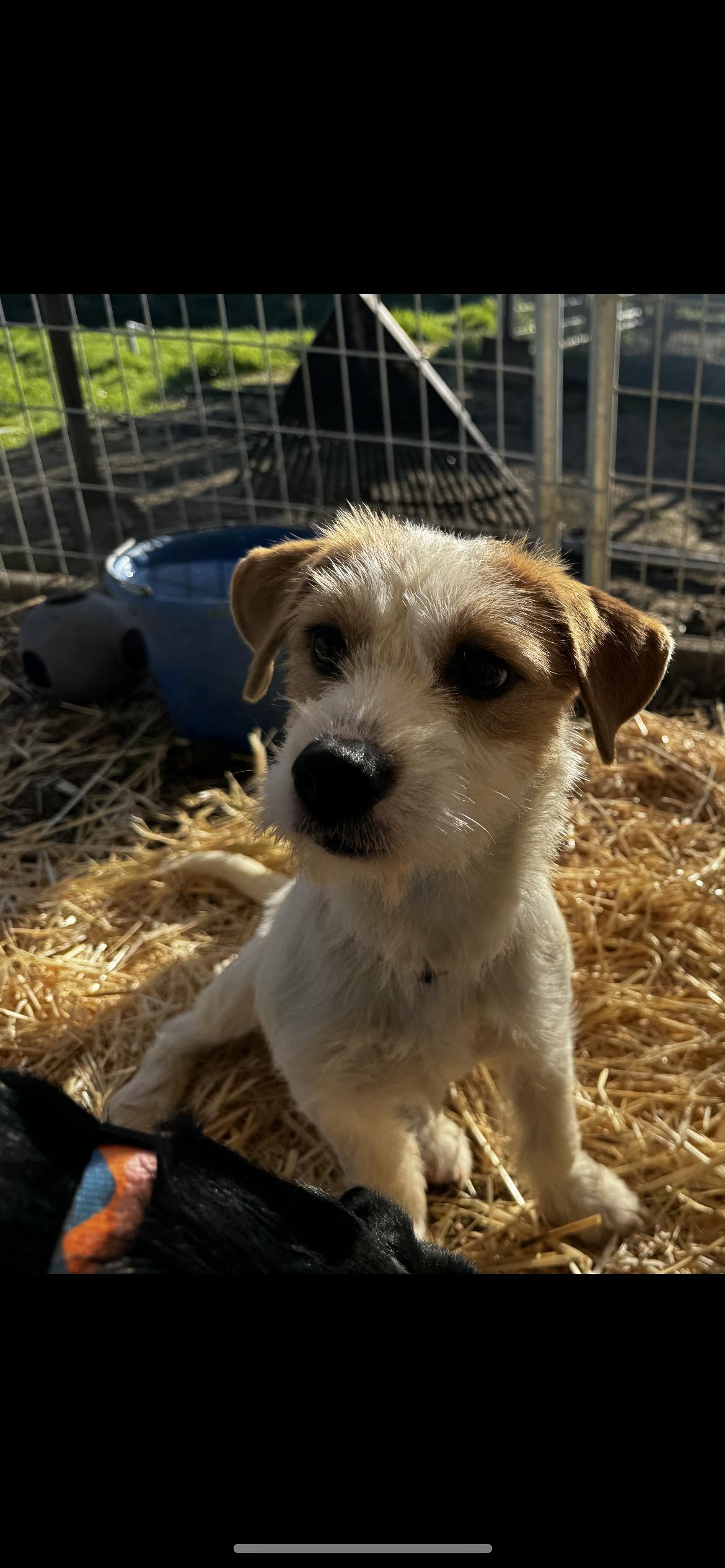 Enlarge Ellie, a Adoptable mixed breed in Hamden, CT image 2/6