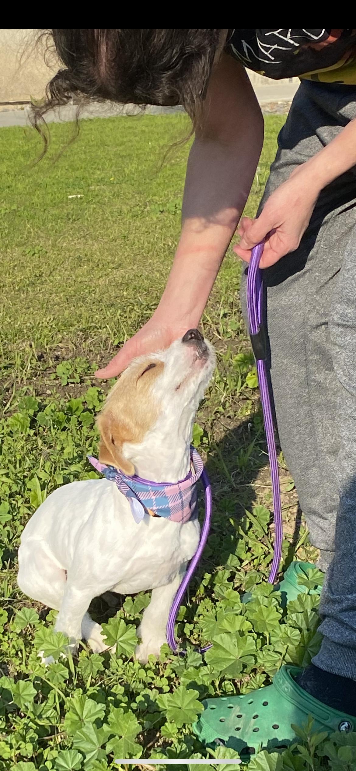 Enlarge Ellie, a Adoptable mixed breed in Hamden, CT image 4/6