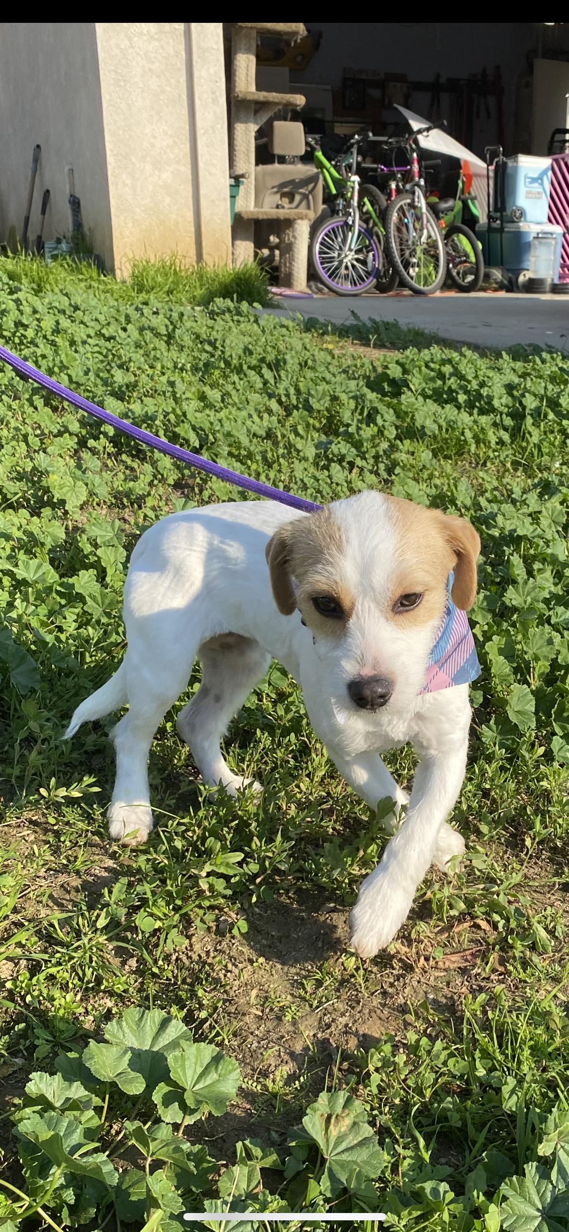 Enlarge Ellie, a Adoptable mixed breed in Hamden, CT image 5/6