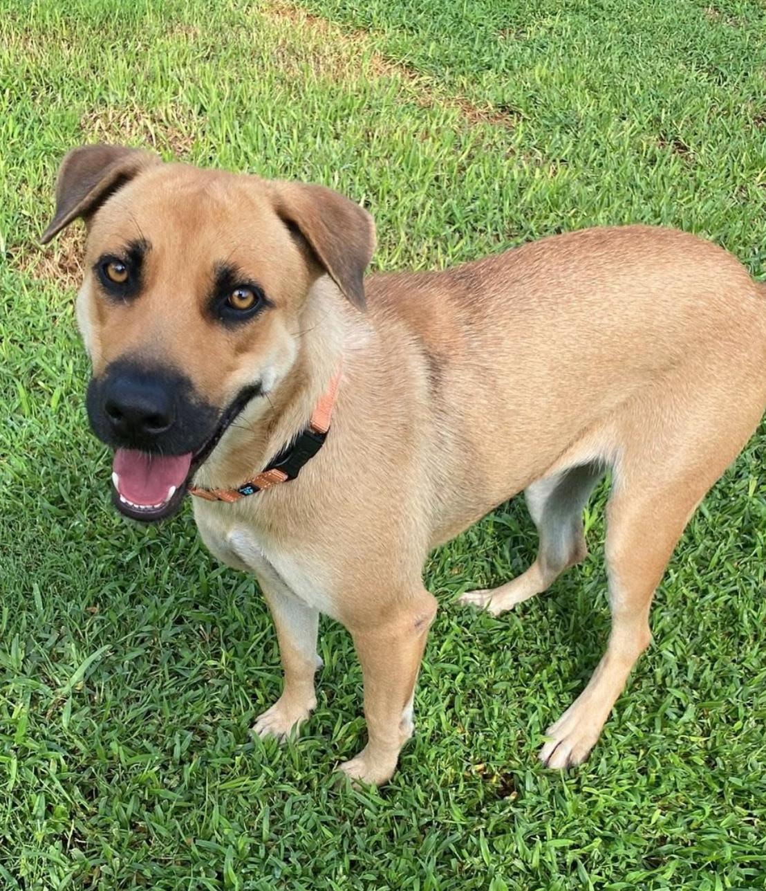 Jill (Jilly-Bean), Adopted, Young Female Black Mouth Cur.