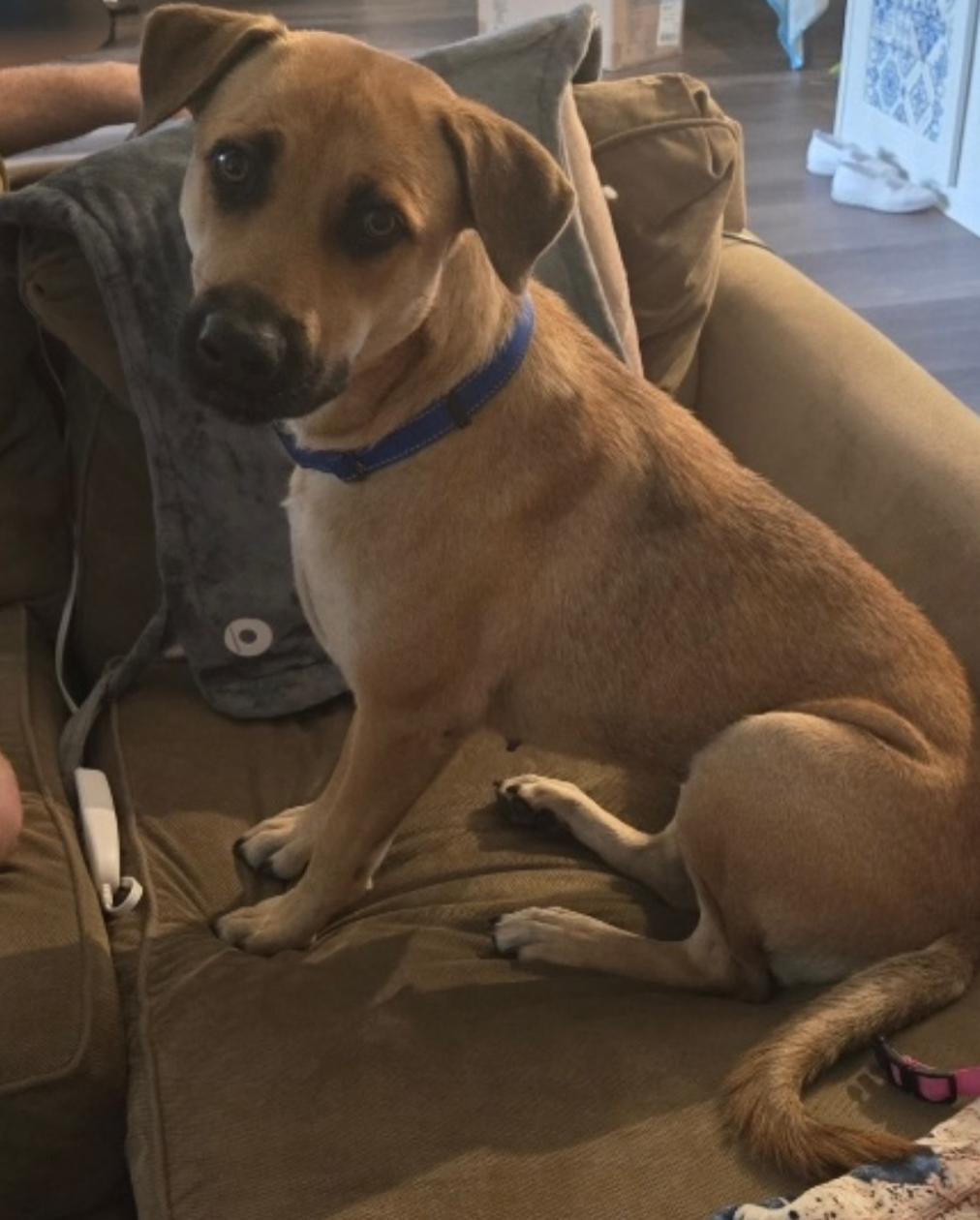 Enlarge Jill (Jilly-Bean), a Adopted mixed breed in stuart, FL image 2/2