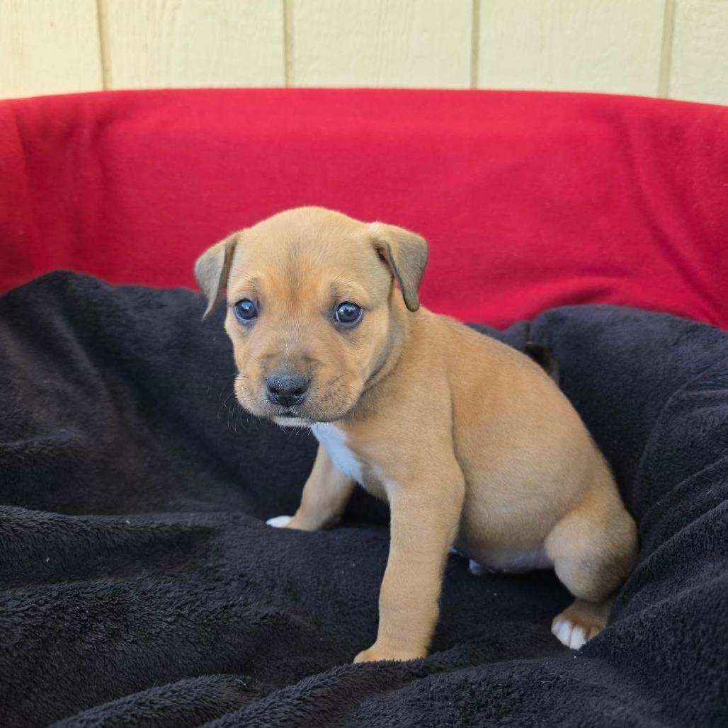 Elbow, Adoptable, Puppy Male Pit Bull Terrier.