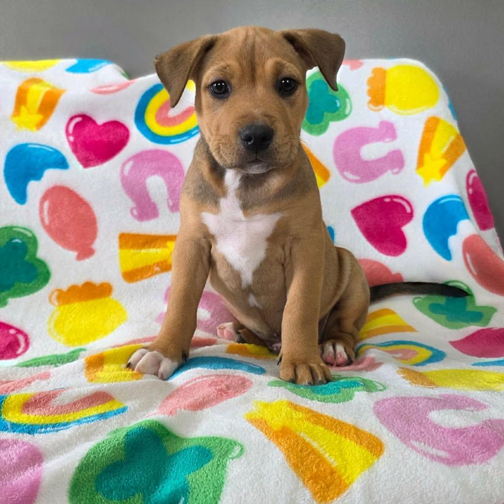Elbow, a Adoptable Pit Bull Terrier in Jackson, MO image 2/6
