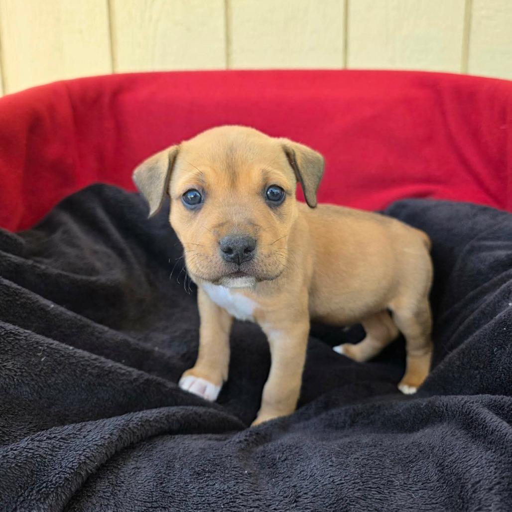 Elbow, a Adoptable Pit Bull Terrier in Jackson, MO image 3/6