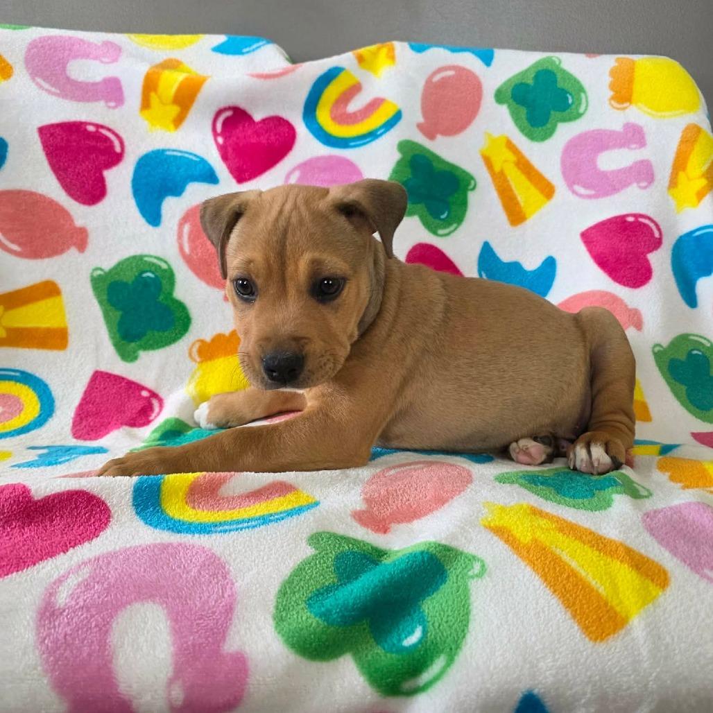 Elbow, a Adoptable Pit Bull Terrier in Jackson, MO image 4/6