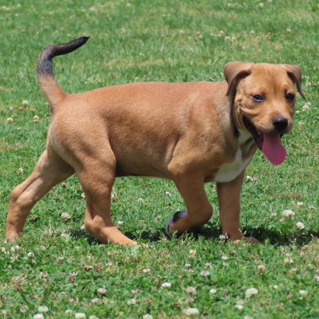 Elbow, a Adoptable Pit Bull Terrier in Jackson, MO image 5/6