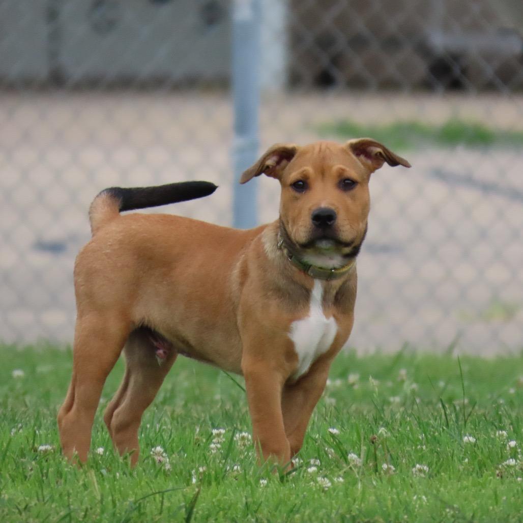 Elbow, a Adoptable Pit Bull Terrier in Jackson, MO image 6/6