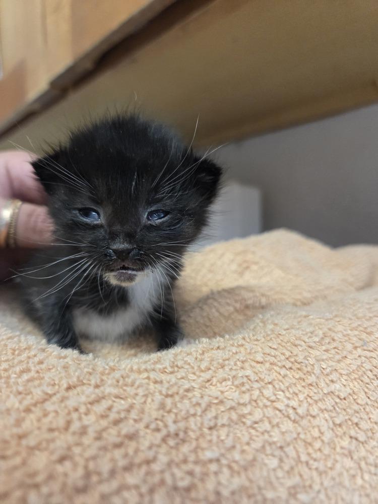 Jay, Adoptable, Kitten Male Domestic Short Hair.