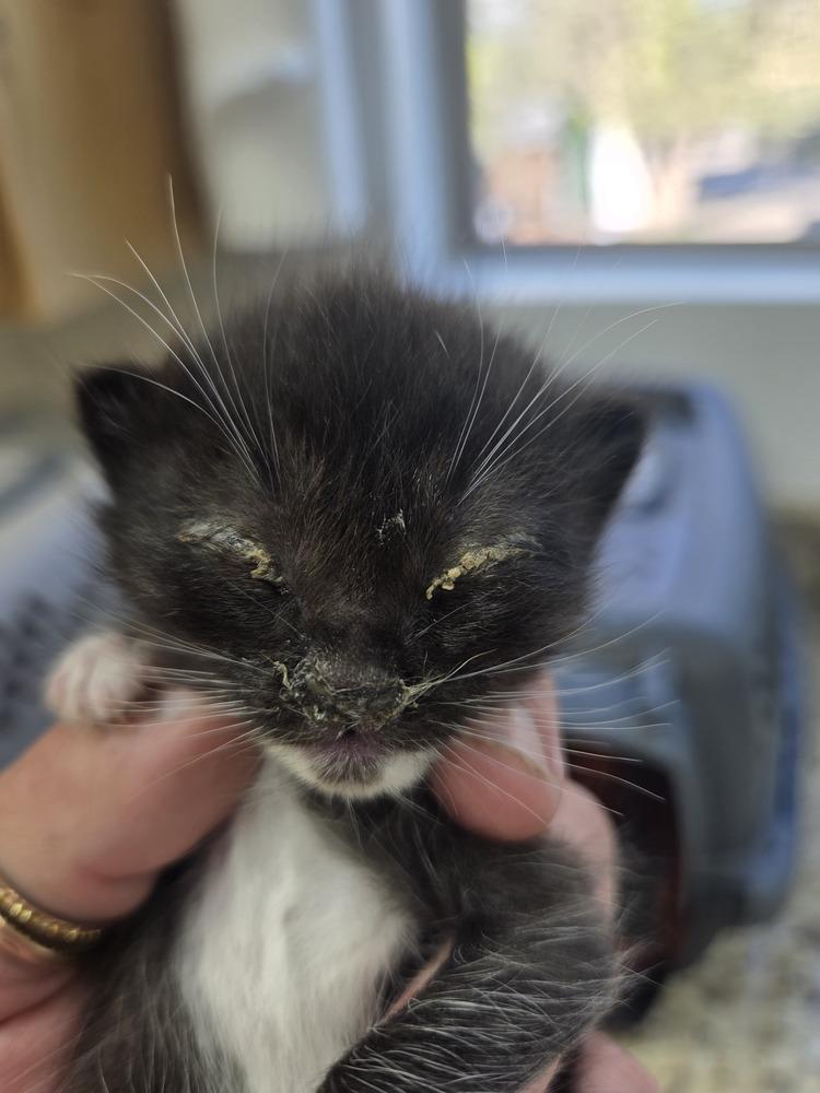 Enlarge Jay, a Adoptable Domestic Short Hair in Salmon, ID image 2/2