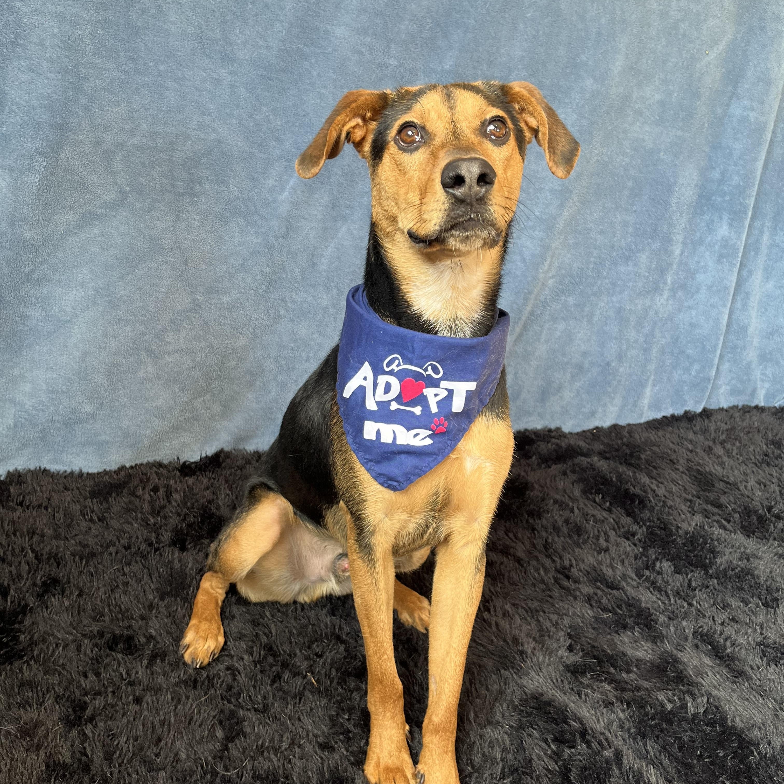 Enlarge Rooter, a ADOPTABLE Hound in Benld, IL image 1/1