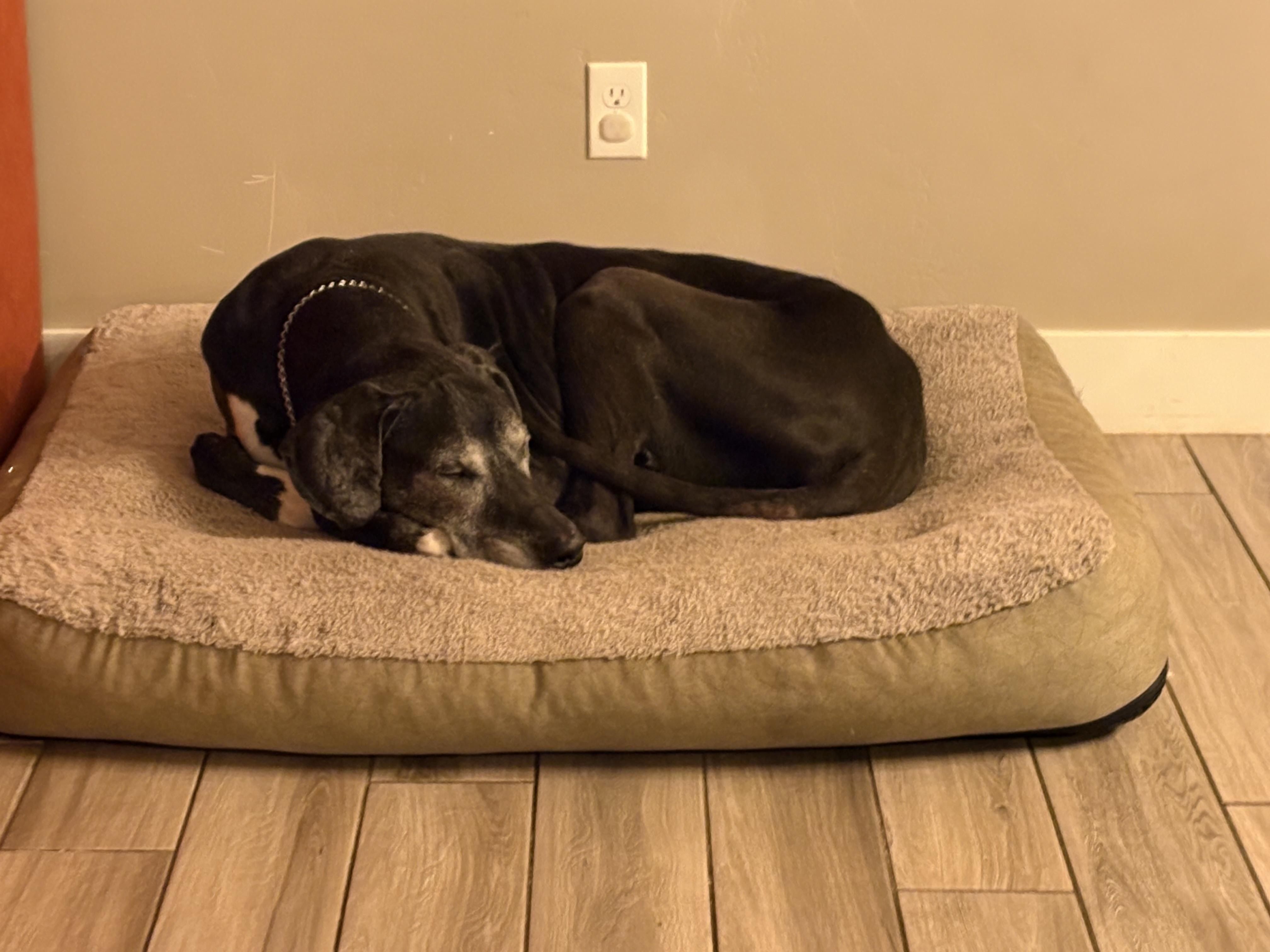 Bubba, Adoptable, Senior Male Great Dane.