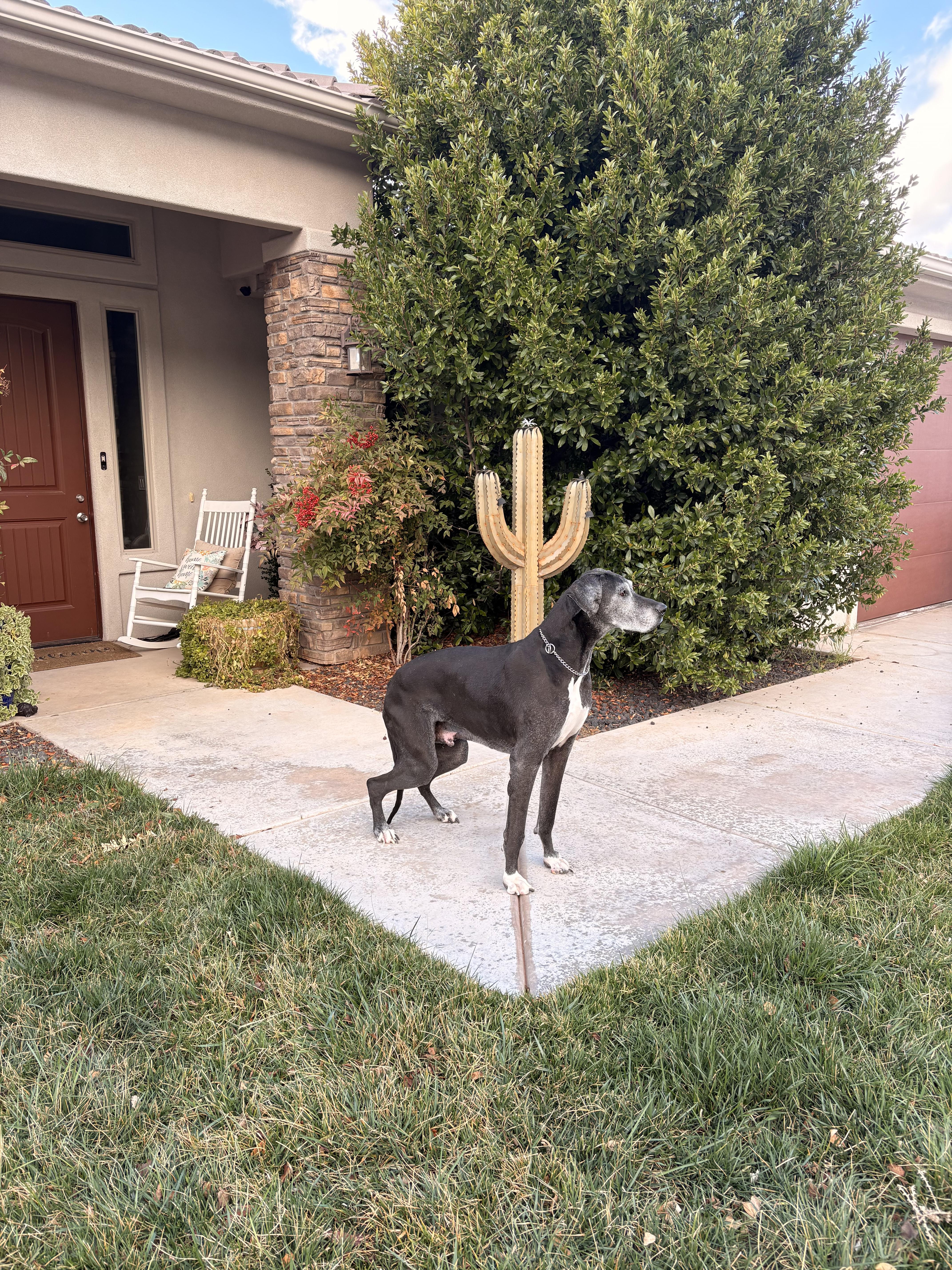 Bubba, a Adoptable Great Dane in Hurricane, UT image 2/3