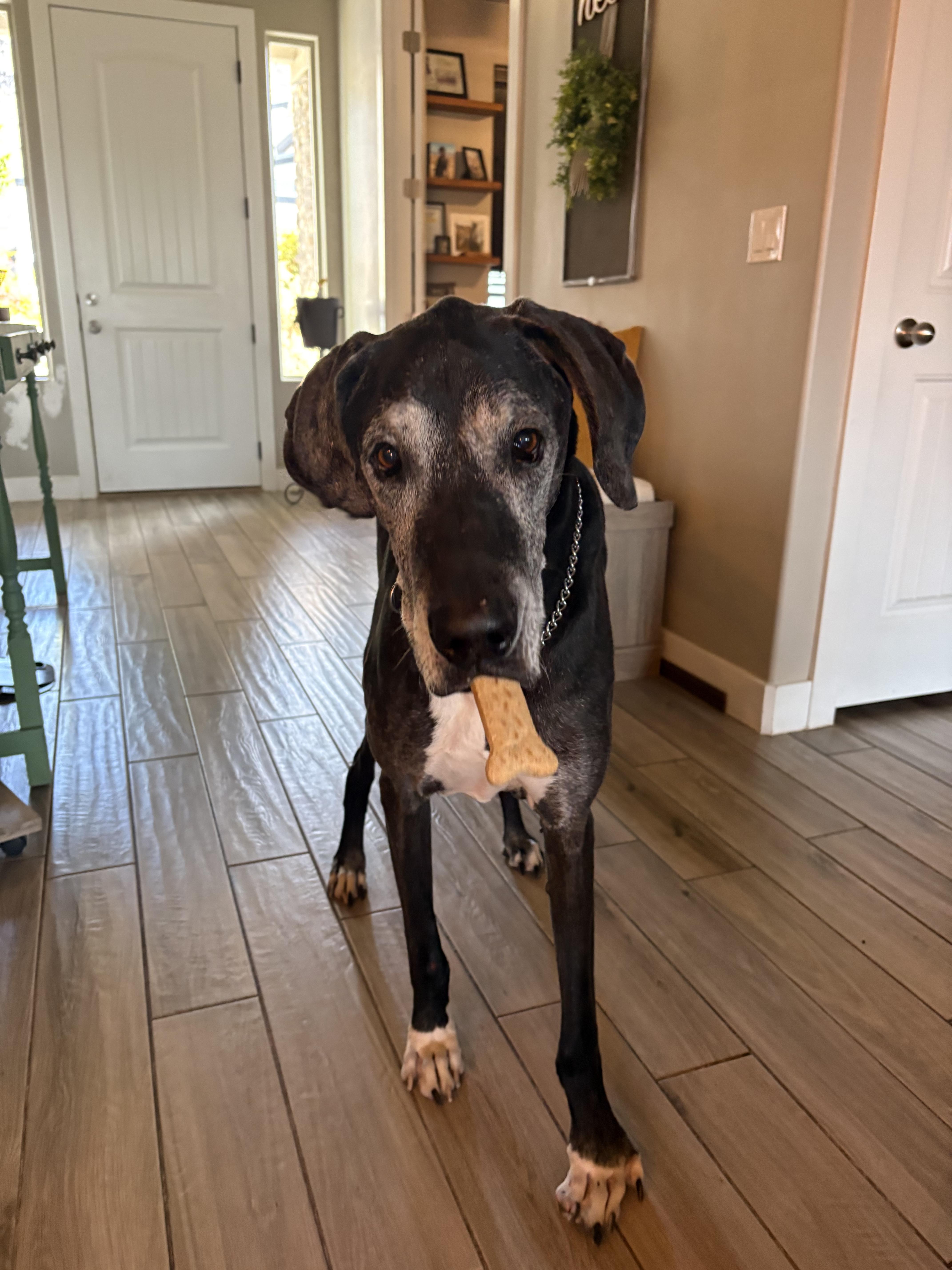 Bubba, a Adoptable Great Dane in Hurricane, UT image 3/3