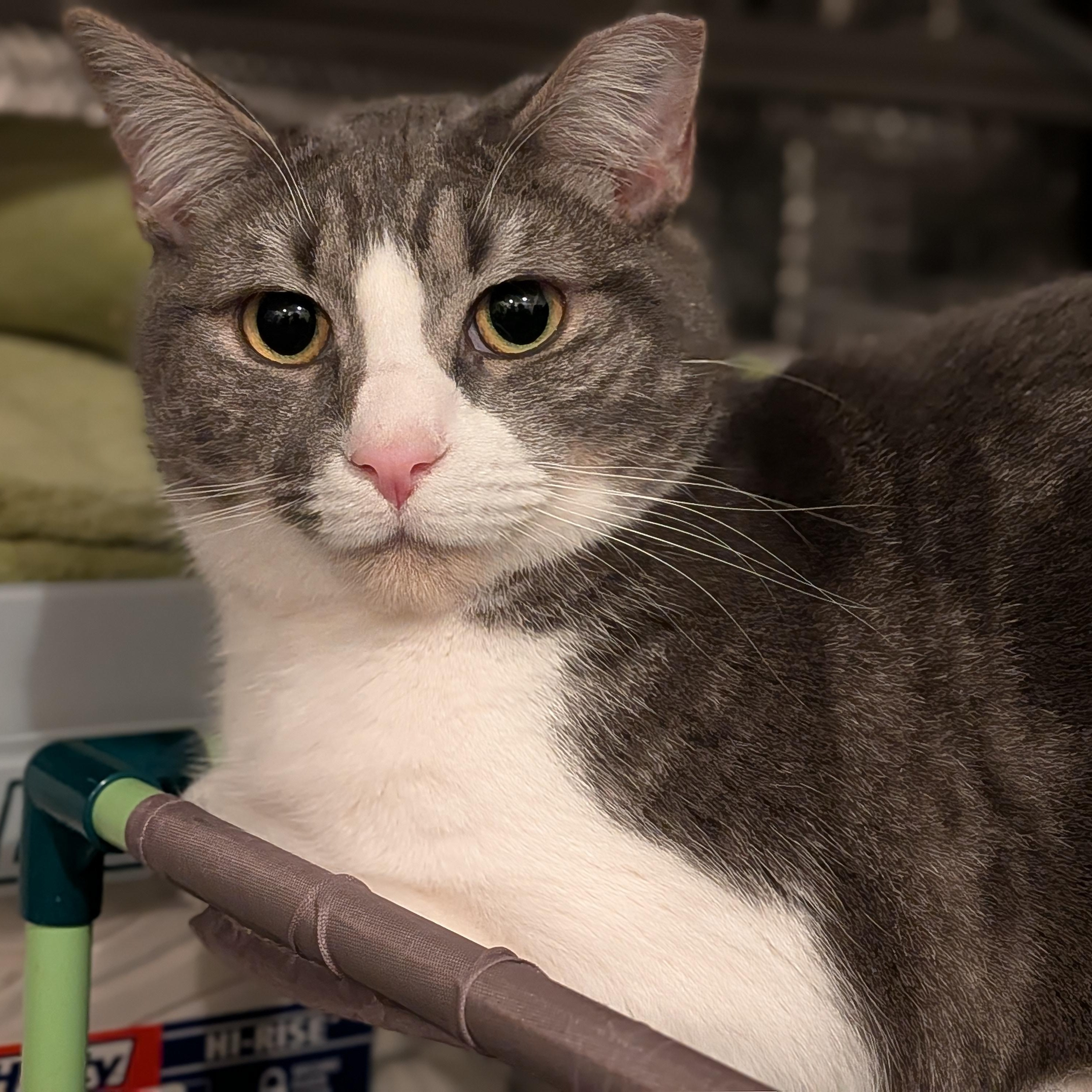 Enlarge Margarine aka MARGIE, a Adoptable mixed breed in Newburgh, NY image 3/4