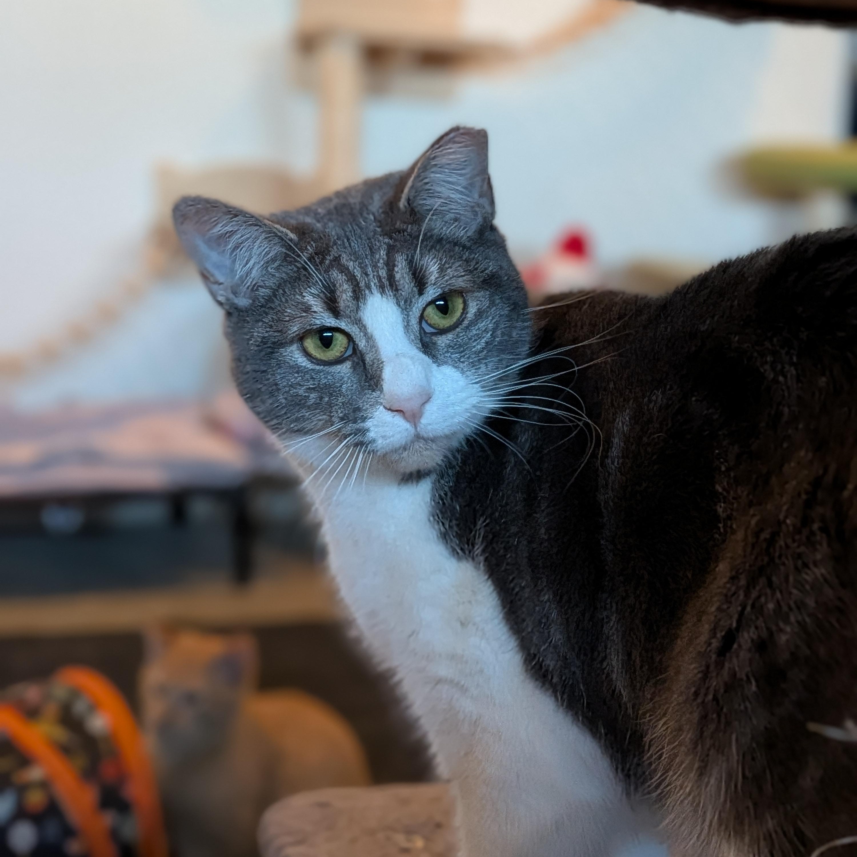 Enlarge Margarine aka MARGIE, a Adoptable mixed breed in Newburgh, NY image 4/4