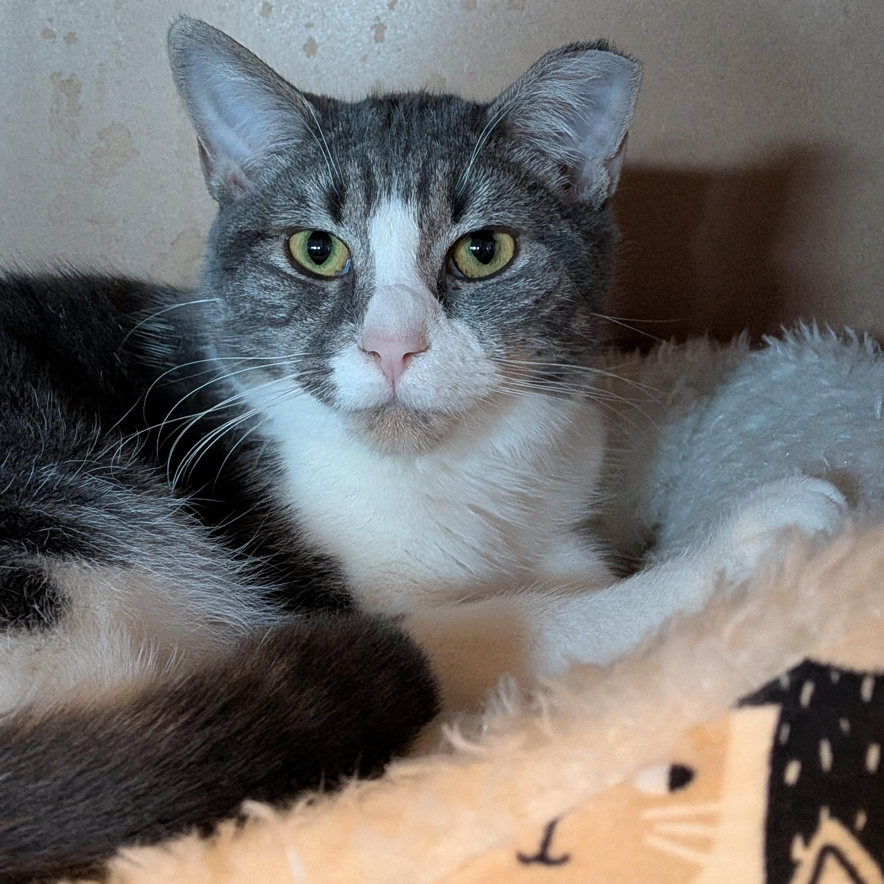 Enlarge Margarine aka MARGIE, a Adoptable mixed breed in Newburgh, NY image 2/4