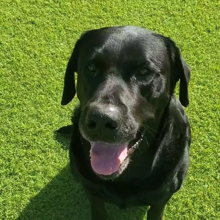 Enlarge Shadow, a ADOPTABLE Labrador Retriever in San Francisco, CA image 1/6