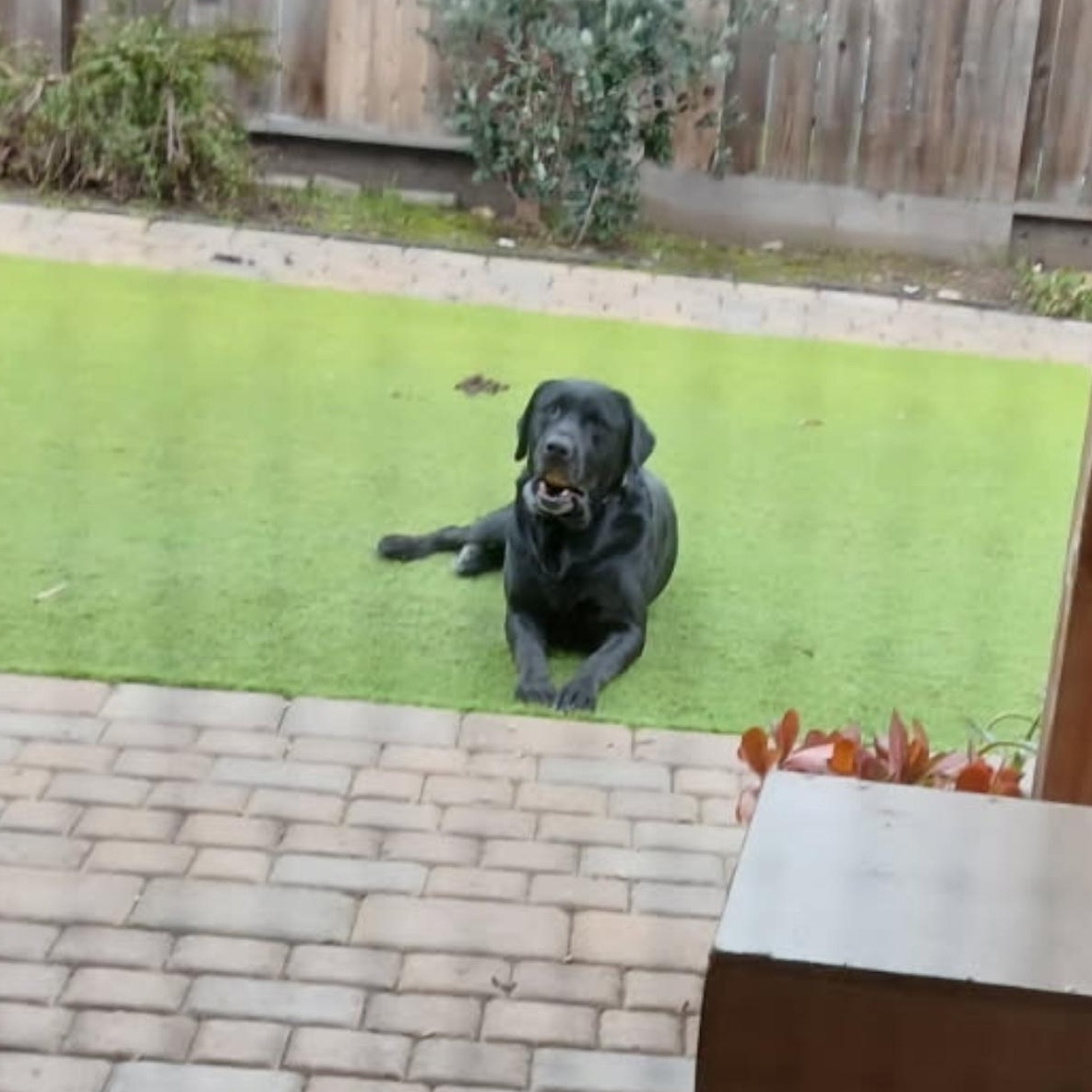 Enlarge Shadow, a ADOPTABLE Labrador Retriever in San Francisco, CA image 5/6