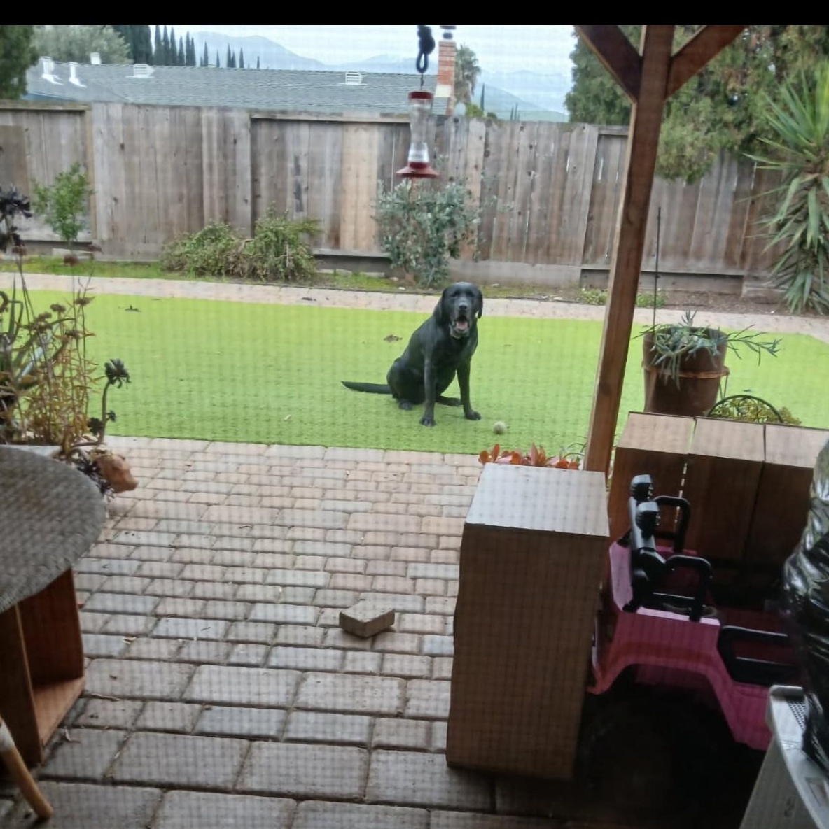 Enlarge Shadow, a ADOPTABLE Labrador Retriever in San Francisco, CA image 4/6
