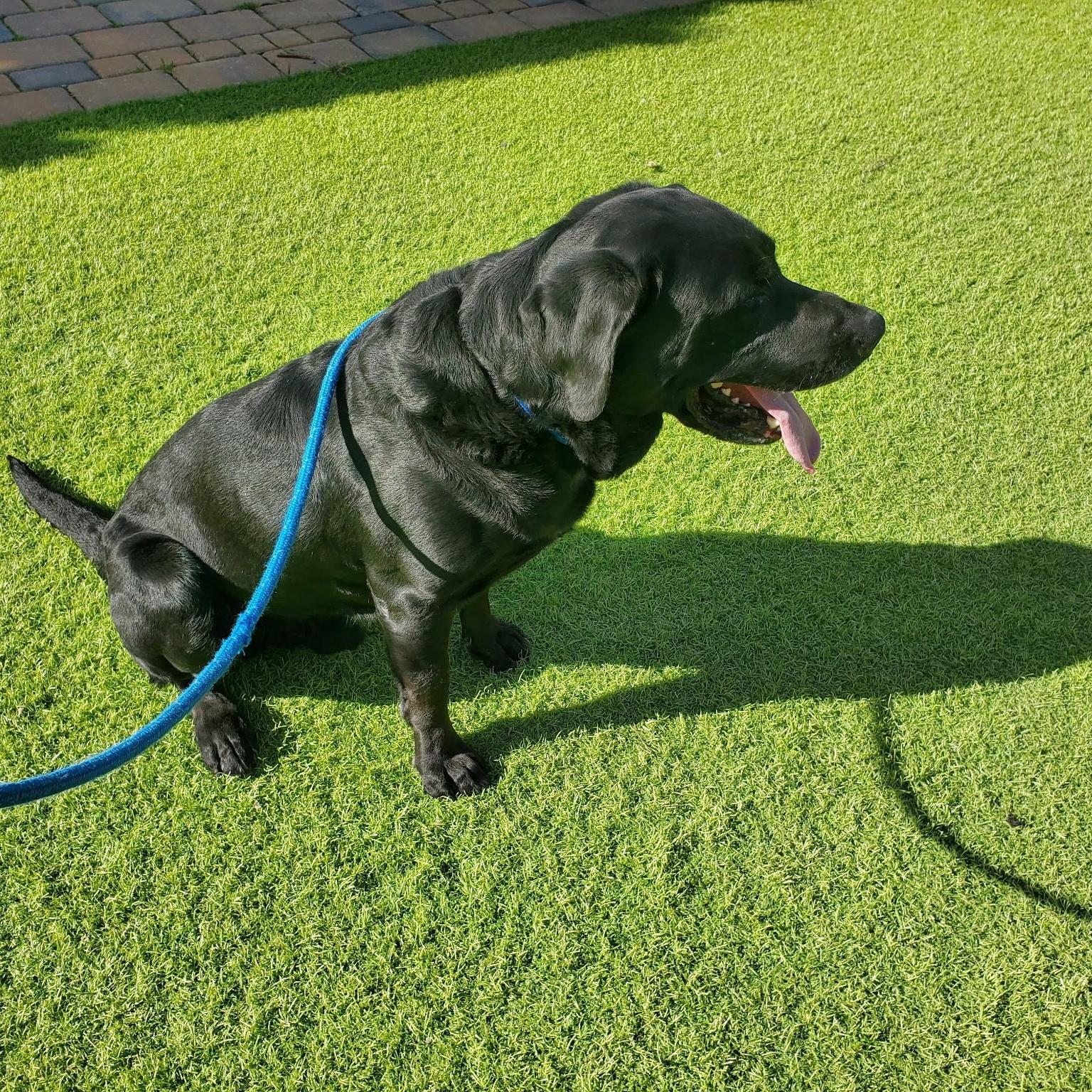 Enlarge Shadow, a ADOPTABLE Labrador Retriever in San Francisco, CA image 2/6